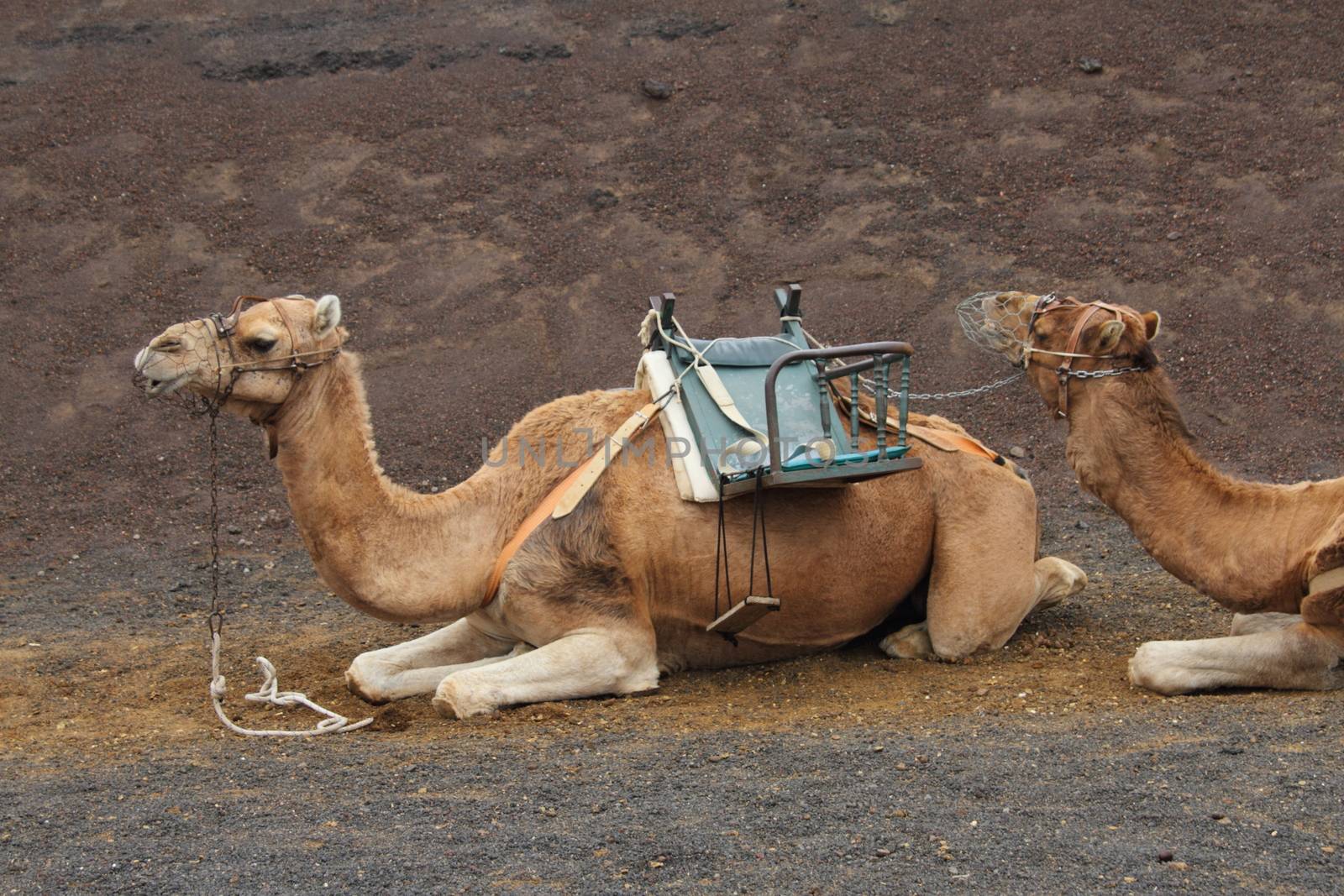 Camel (camelus dromedarius) by mitzy