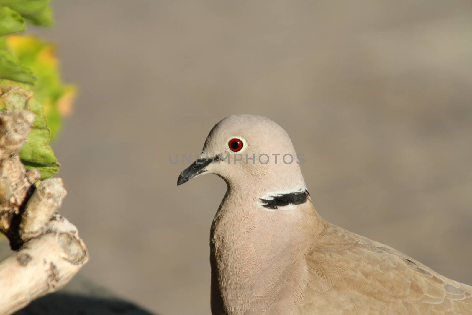 Collared Dove(Streptopelia decaocto) by mitzy
