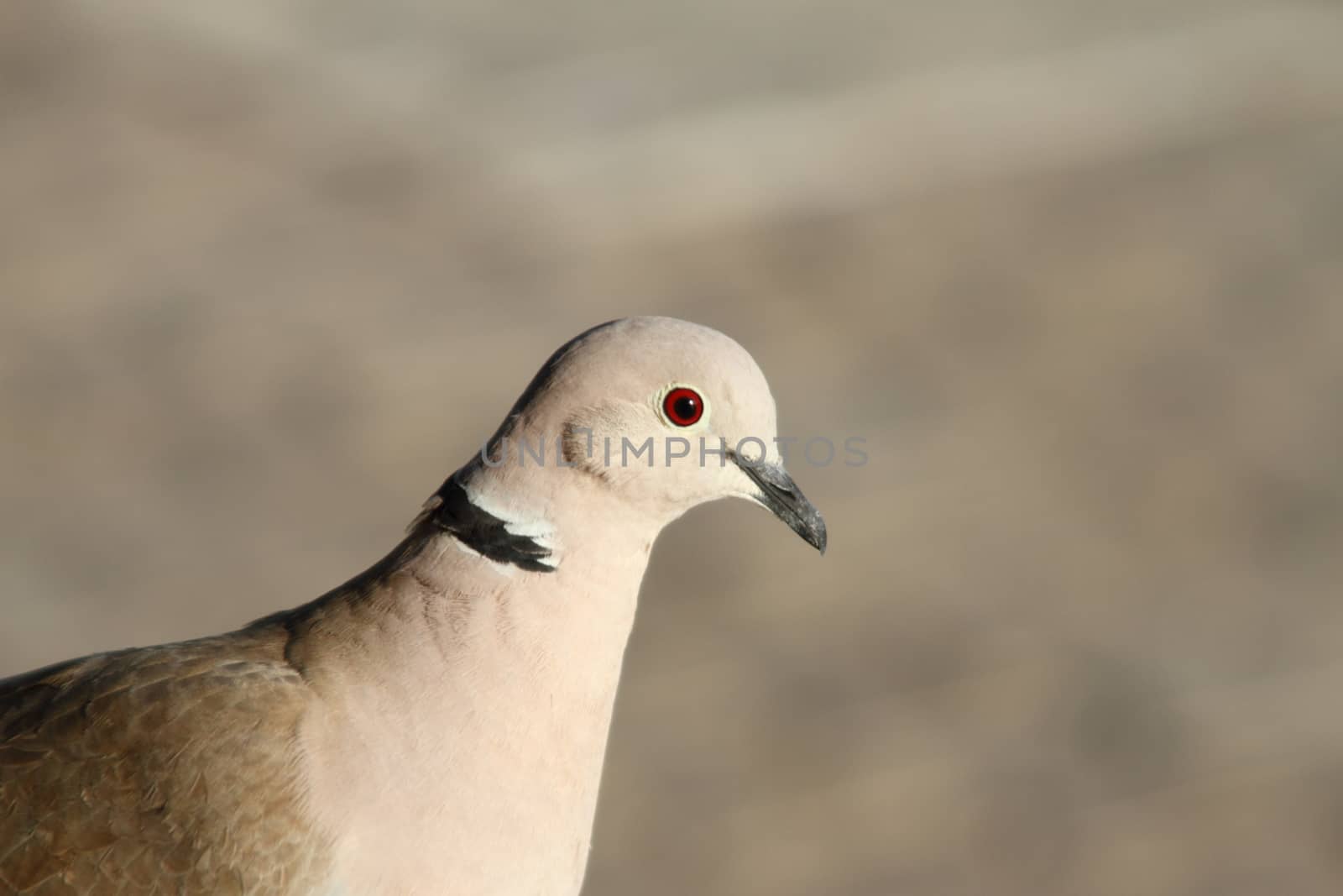 Collared Dove(Streptopelia decaocto) by mitzy