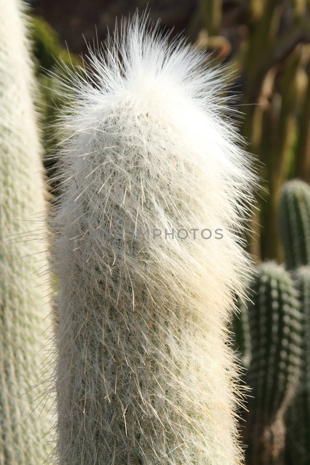 Cephalocereus senelis cactus