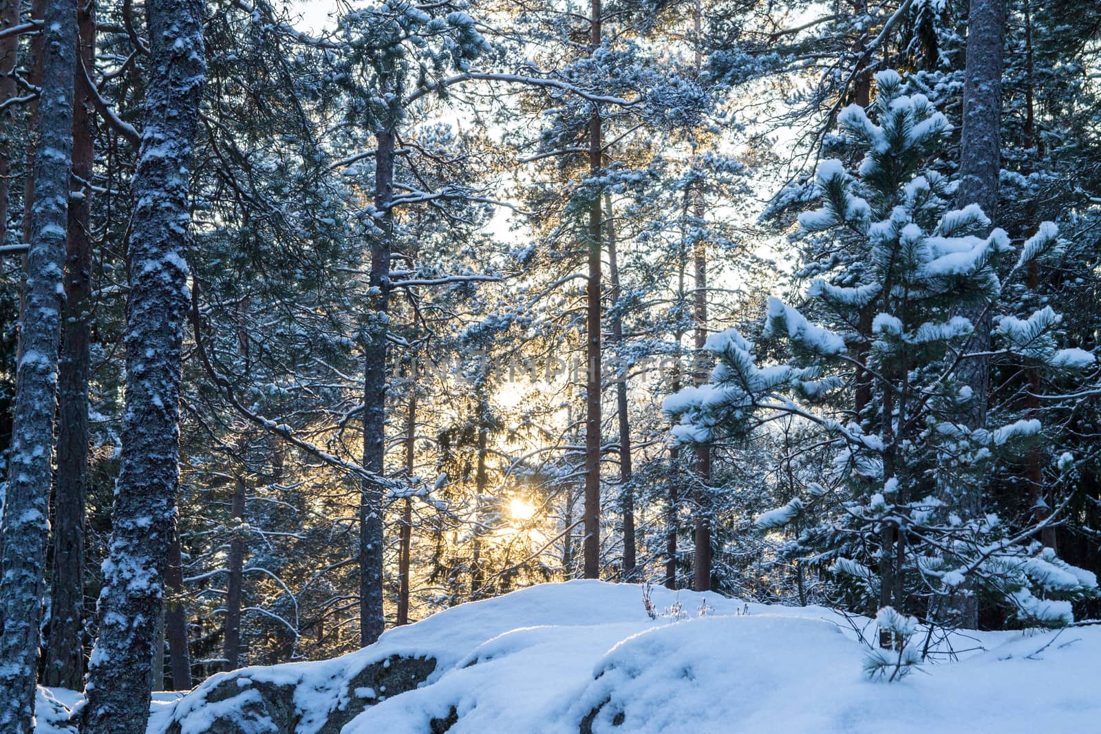 Scandinavian winter forest with a back light