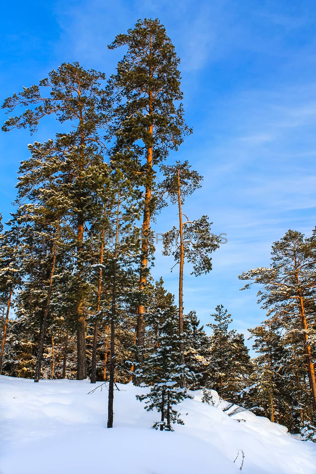 Beautiful winter landscape by Alexanderphoto