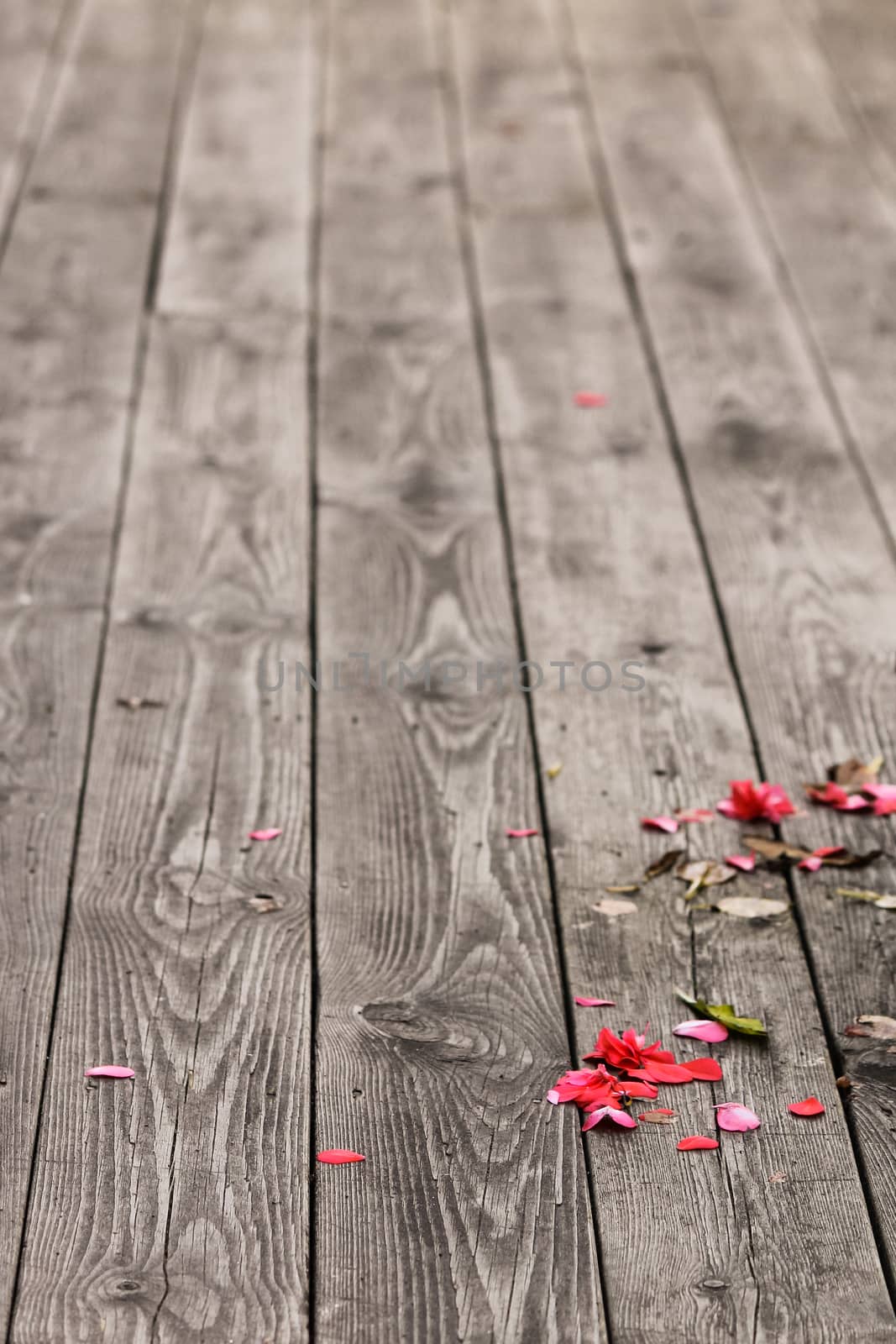 Autumn's fallen flowers on the wooden plank