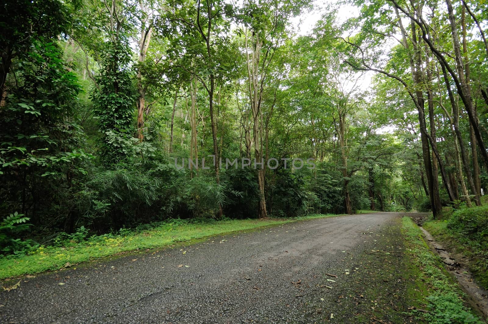 road to the forest