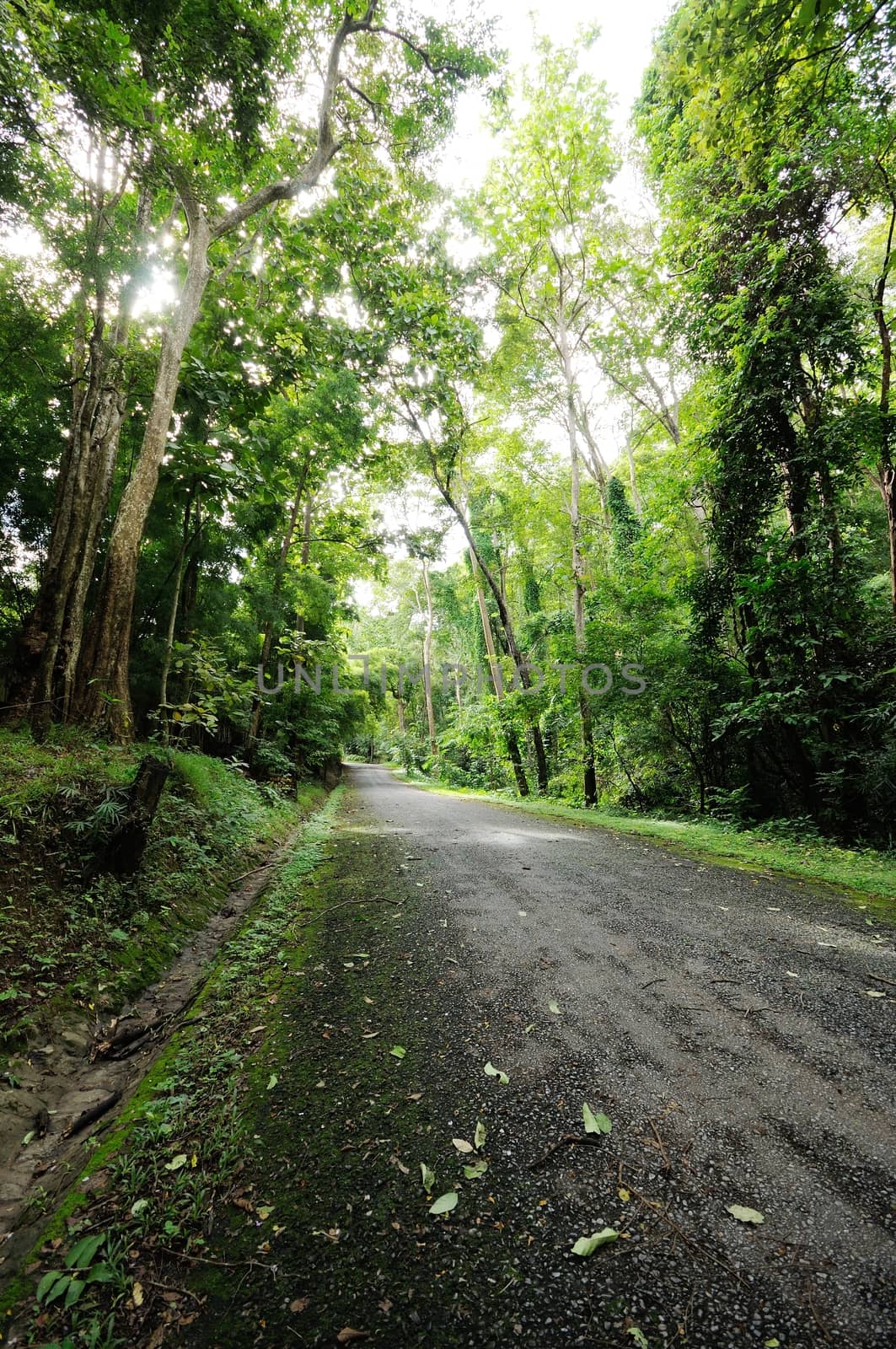 road to the forest