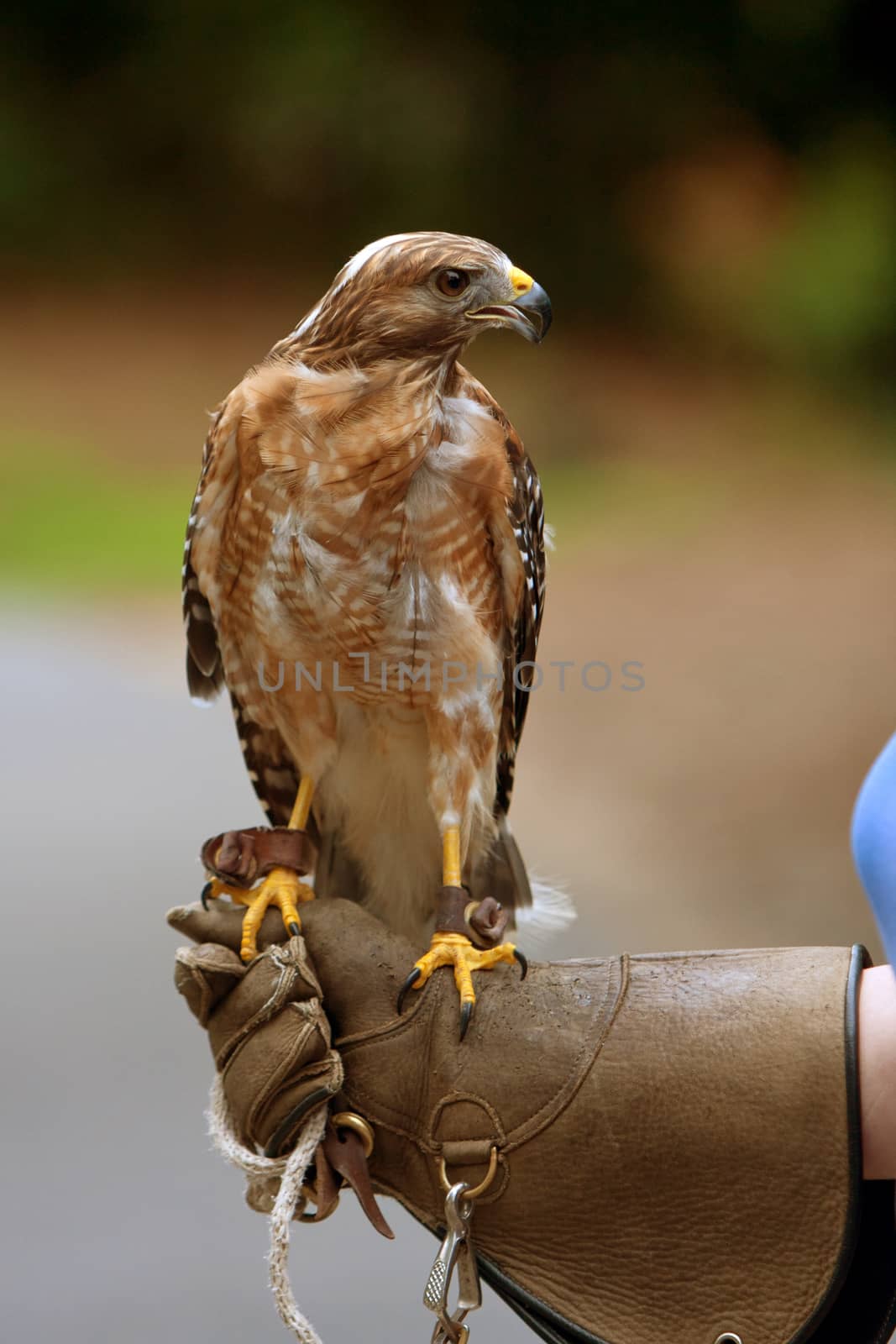 Red-shouldered hawk sits perched on gloved hand of nature center animal specialist.