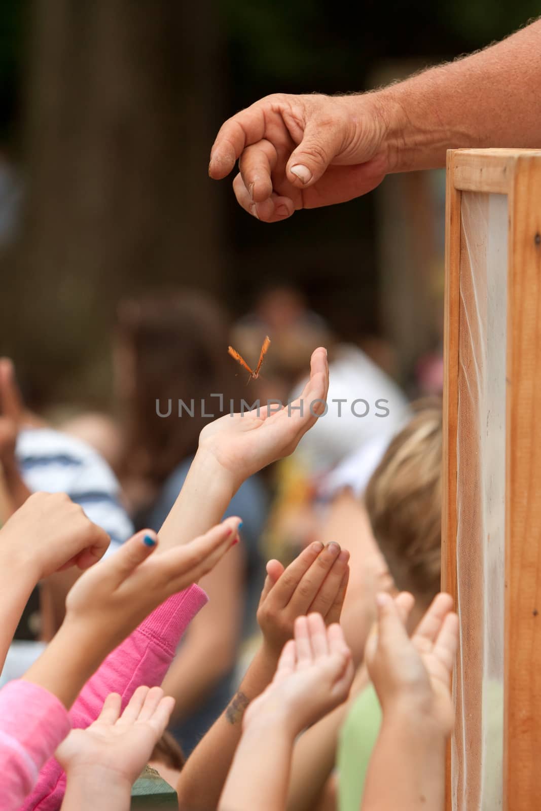 Youthful Hands Reach For A Butterfly Being Released At Festival by BluIz60