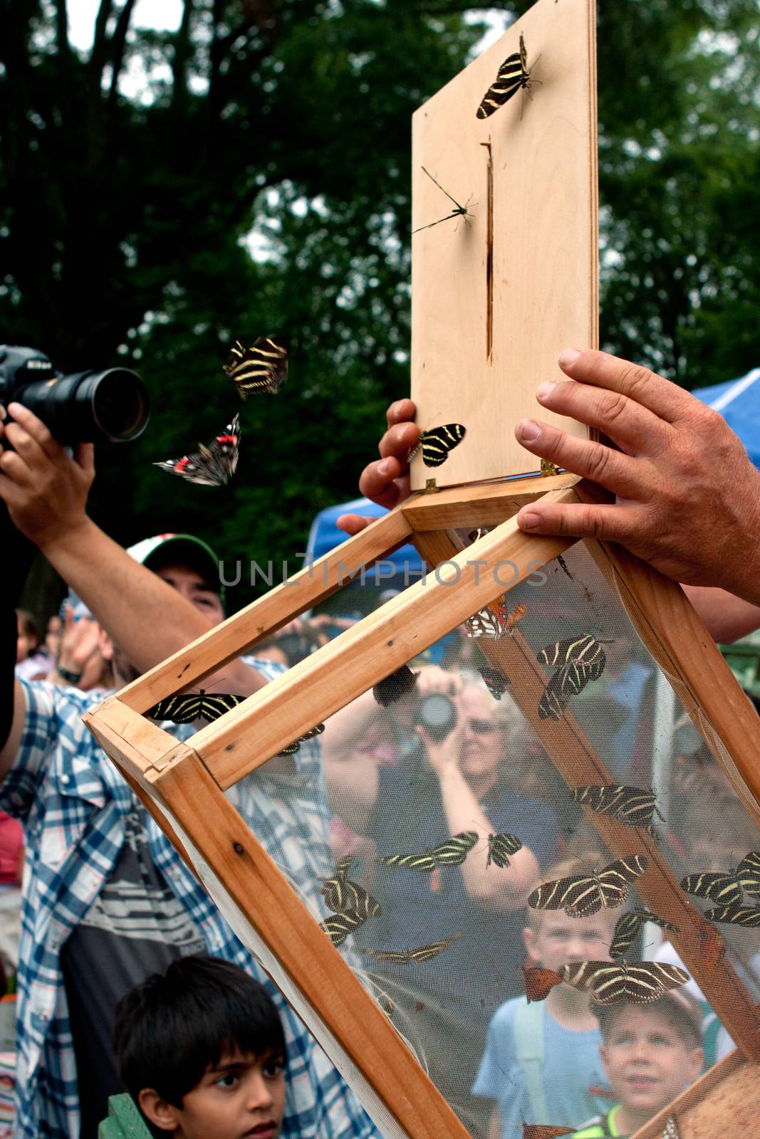 Roswell, GA, USA - July 13, 2013:  Butterflies are released from a box as spectators look on, at the Chattahoochee Nature Center's Butterfly Festival.  