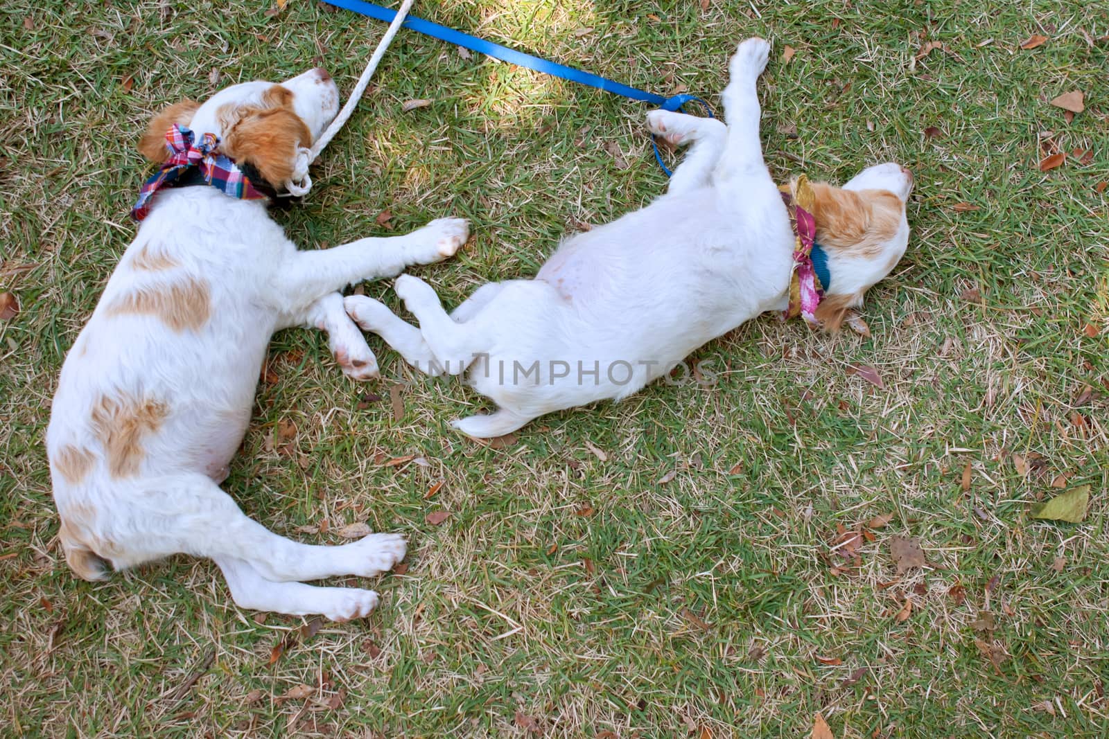 Two puppies take a nap on grass