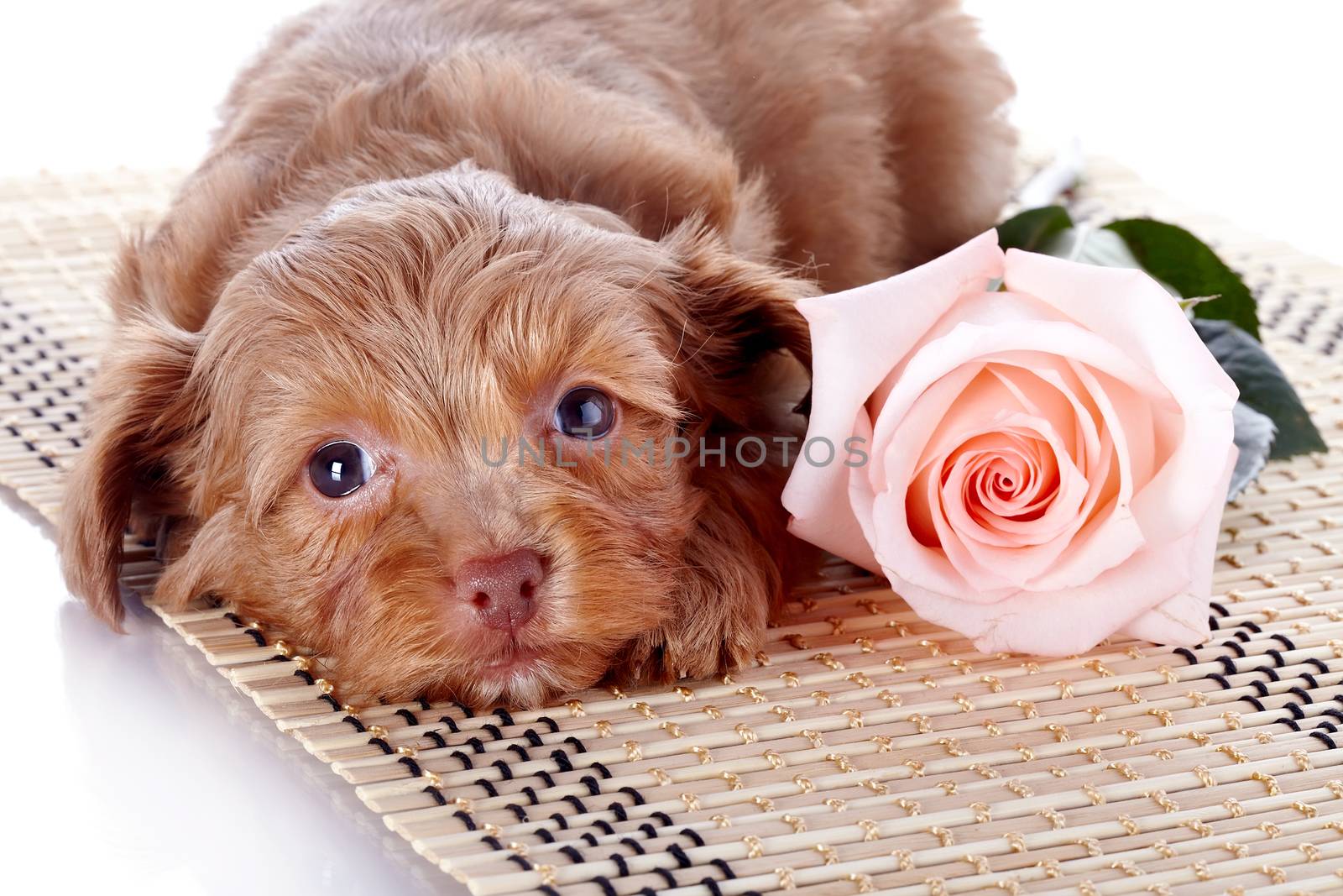 Puppy with a rose on a rug. by Azaliya