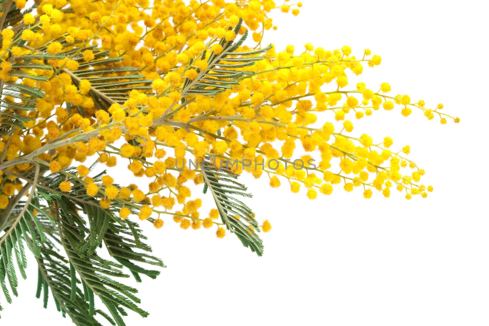 branch of a mimosa on a white background