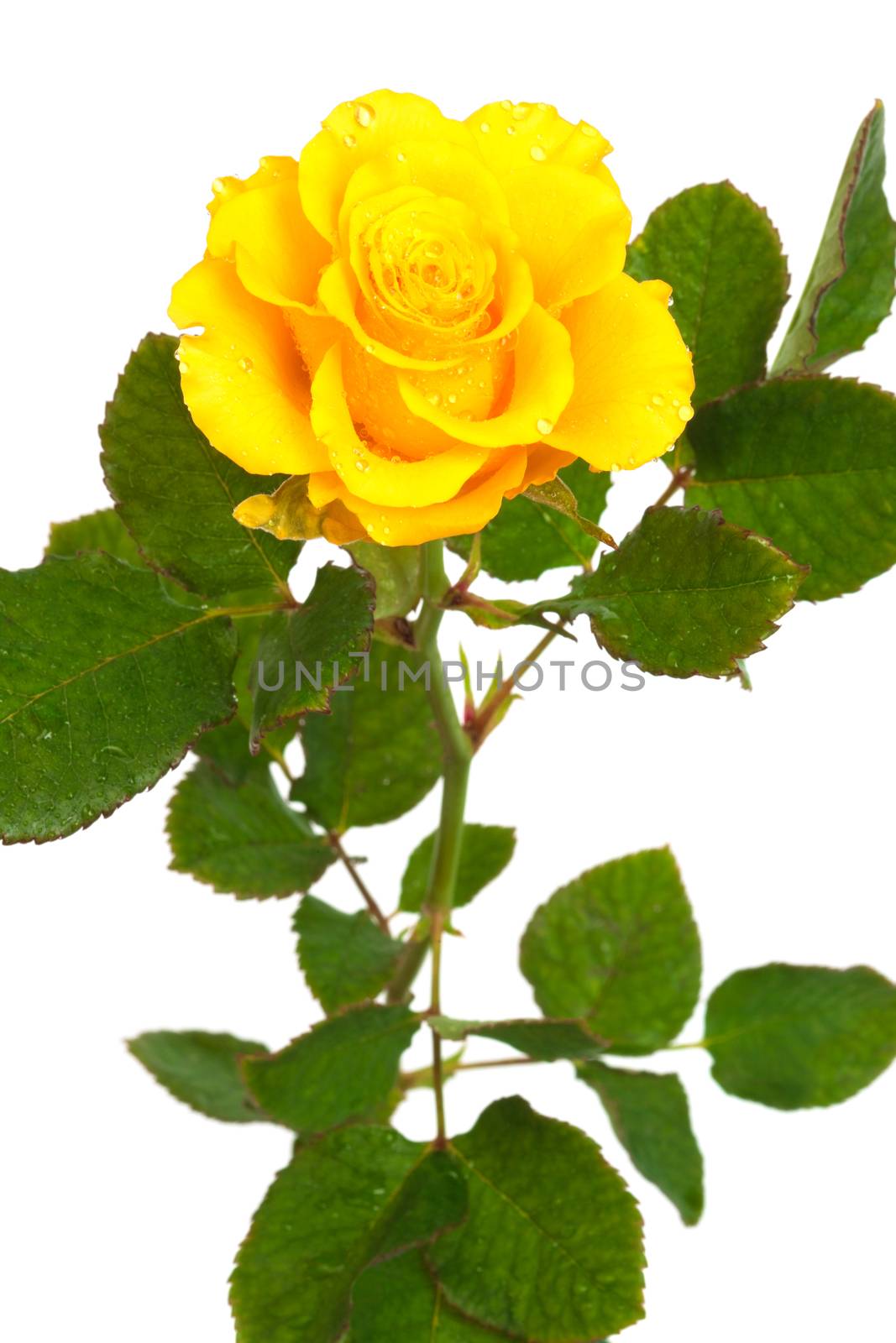 Fresh yellow roses on a white background