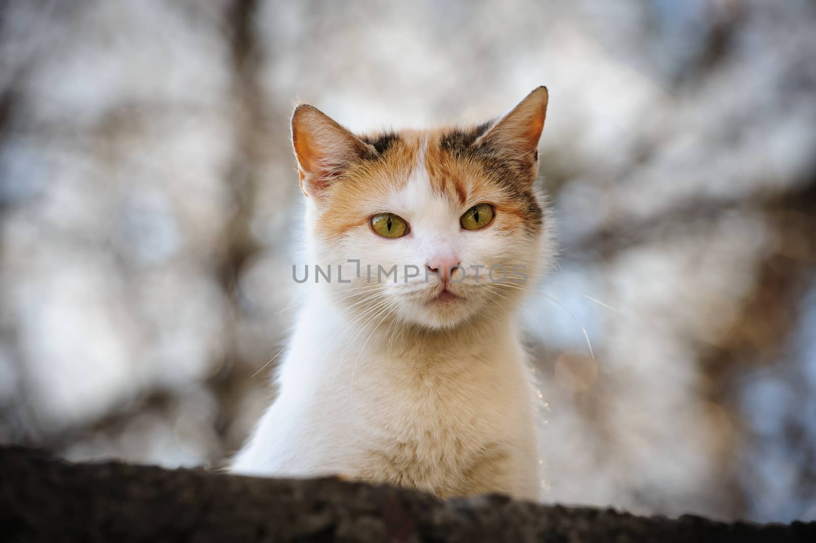 white urban stray cat looking in camera