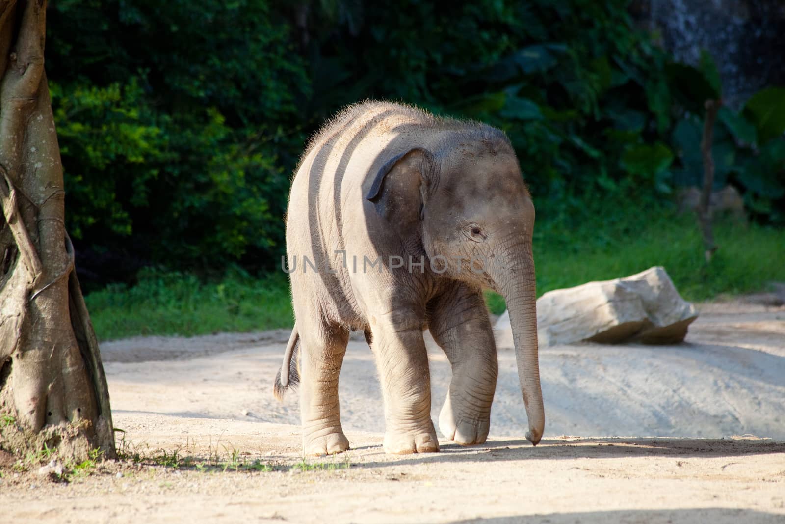 a elephant calf  in a clear, sunny day