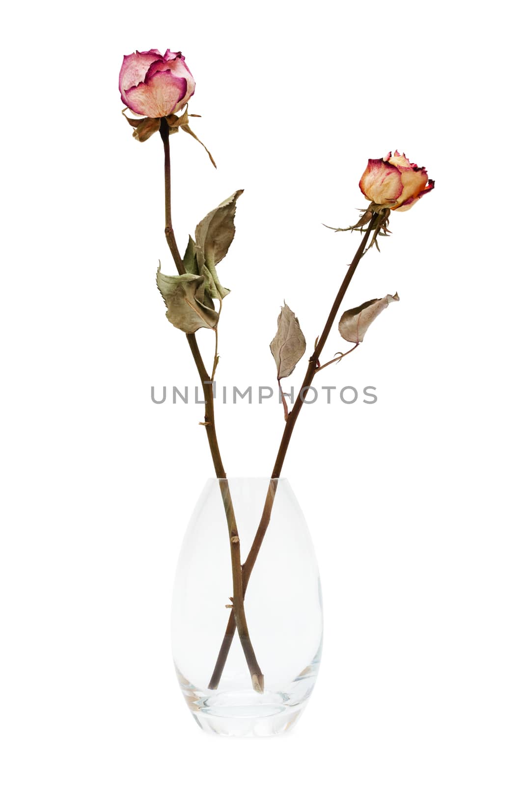two of dried roses on a white background