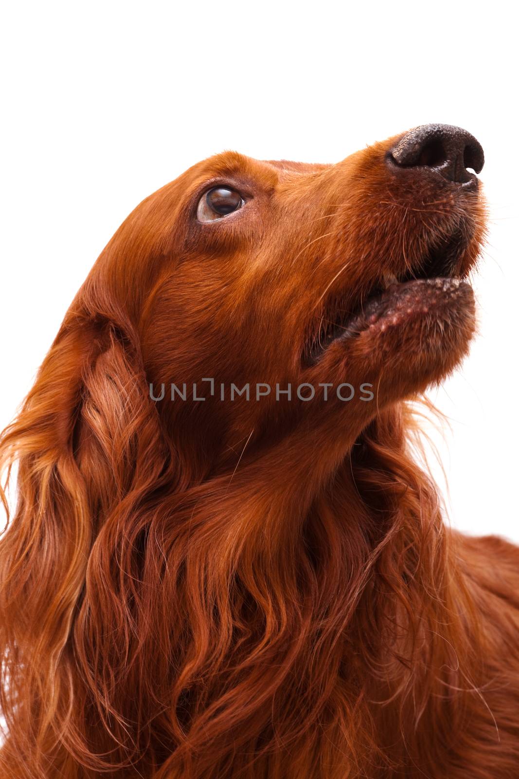 Irish Setter by terex