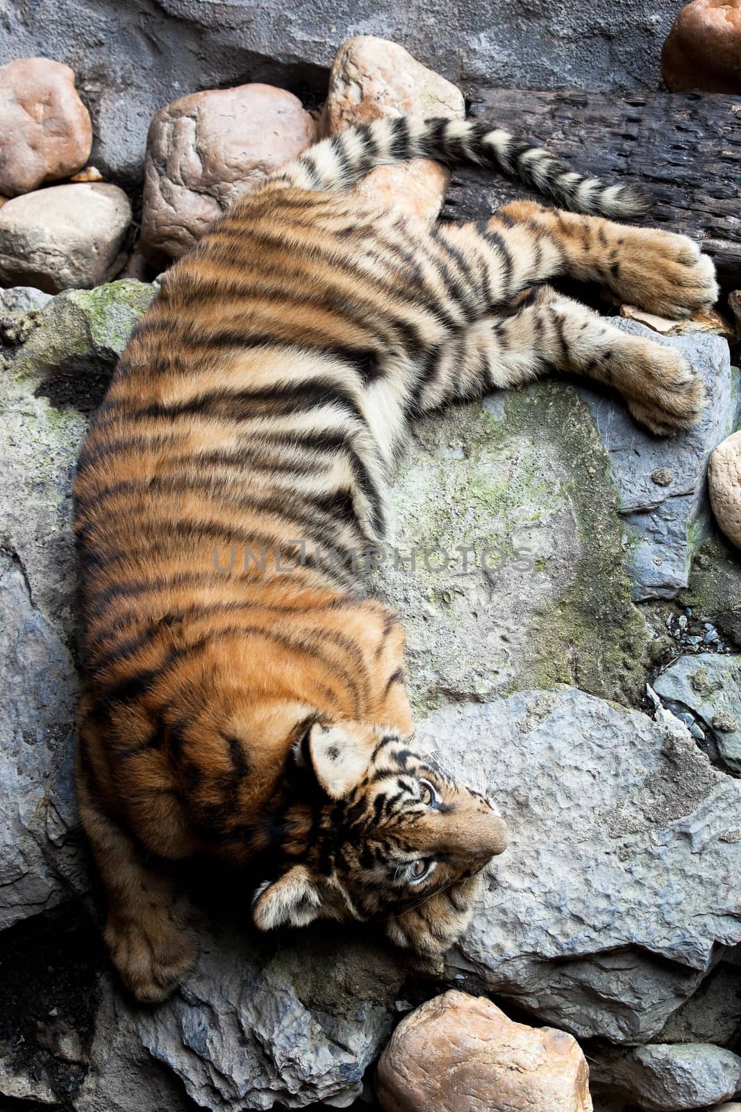 tiger cub by terex