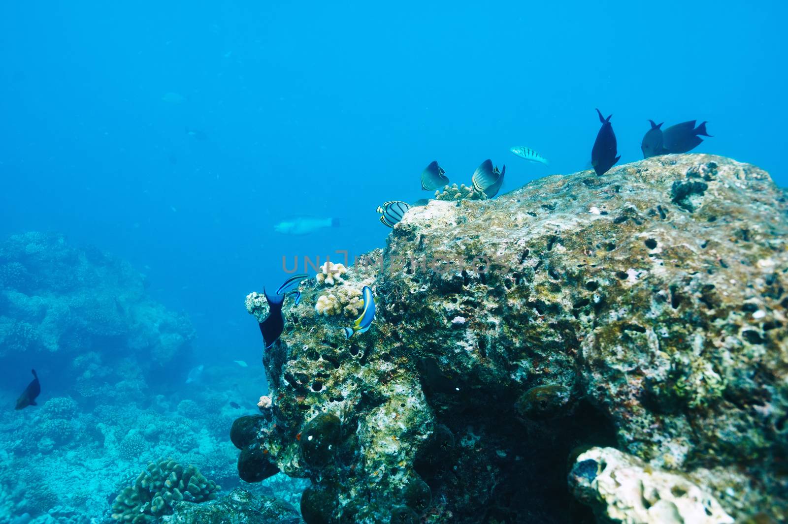 Coral reef at Maldives by haveseen