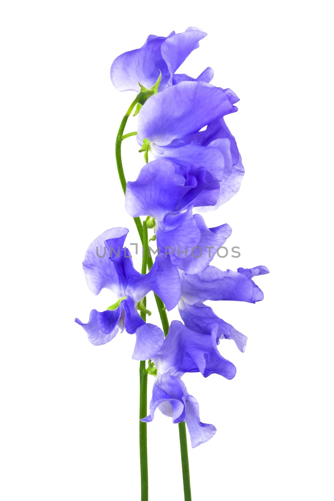 blue flower by terex