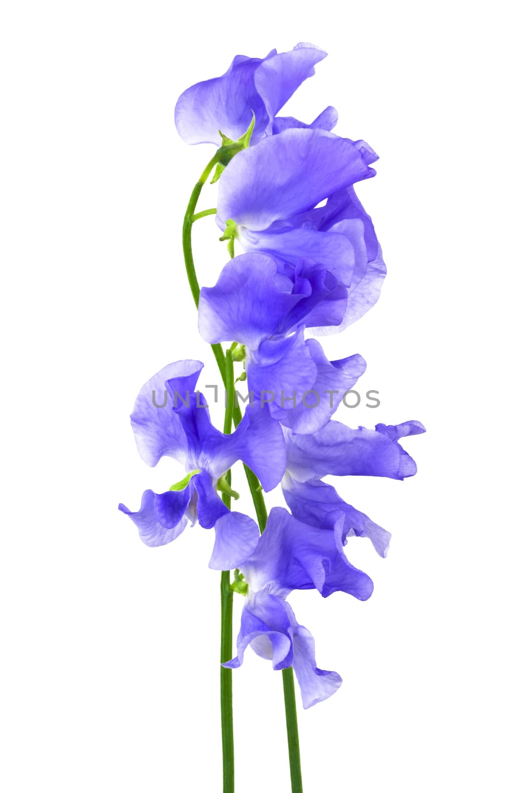 Beautiful blue flower on a white background