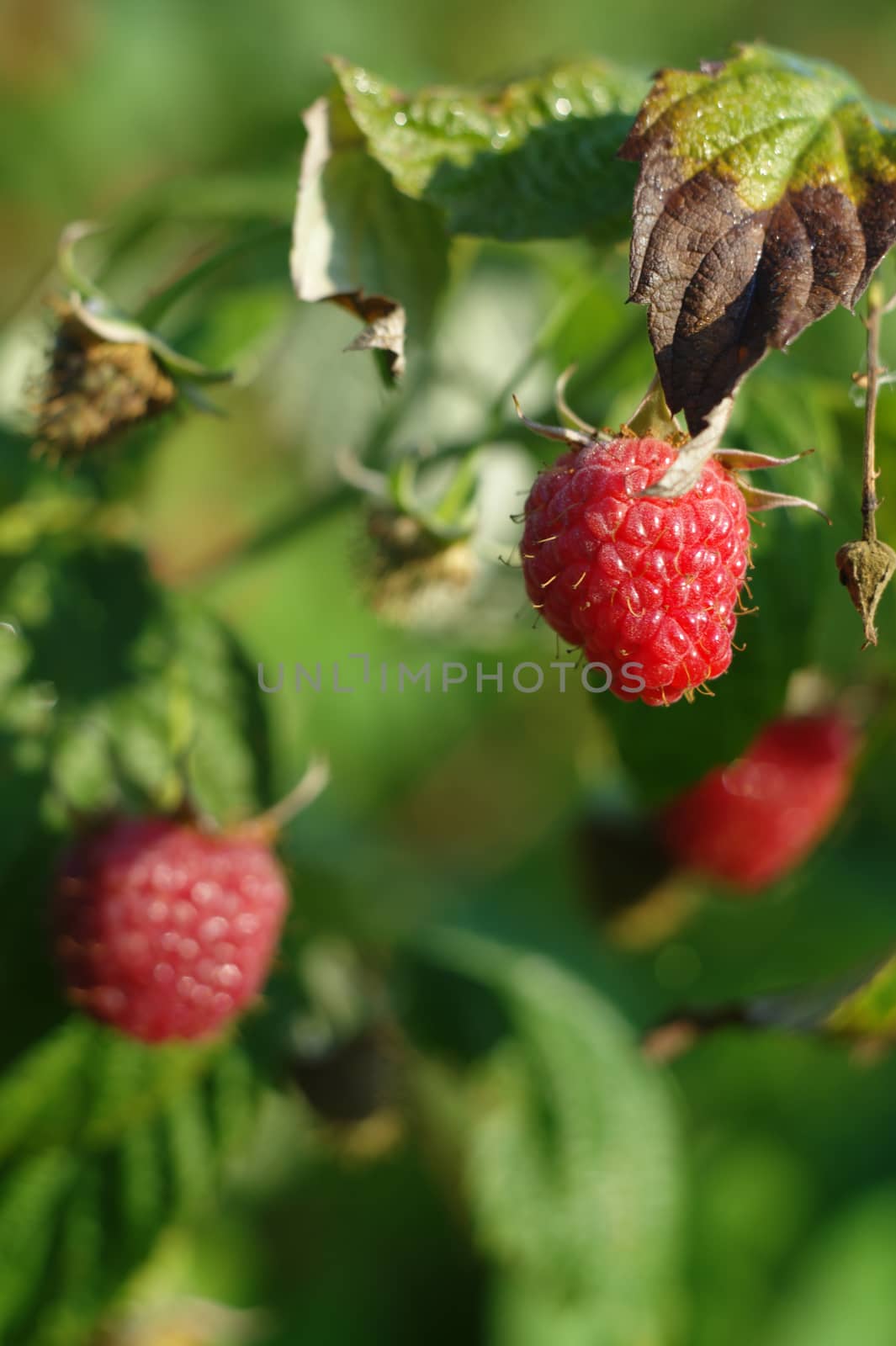 ripe raspberries on a twig