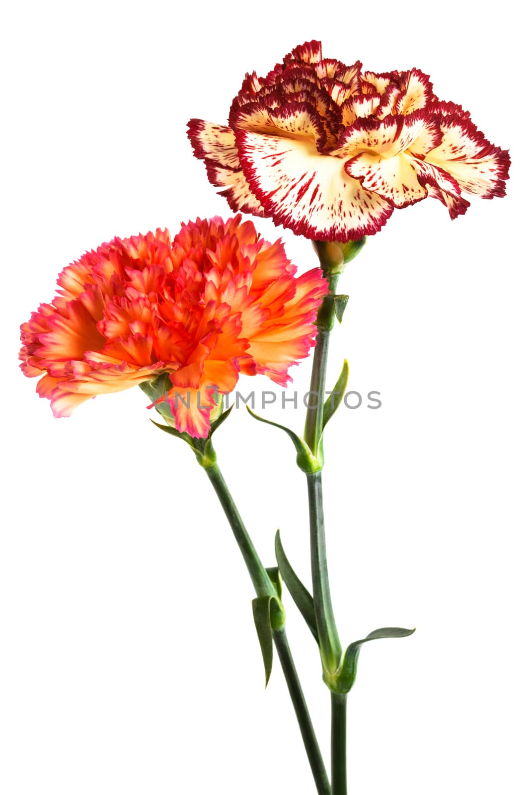 Beautiful fresh carnation on a white background