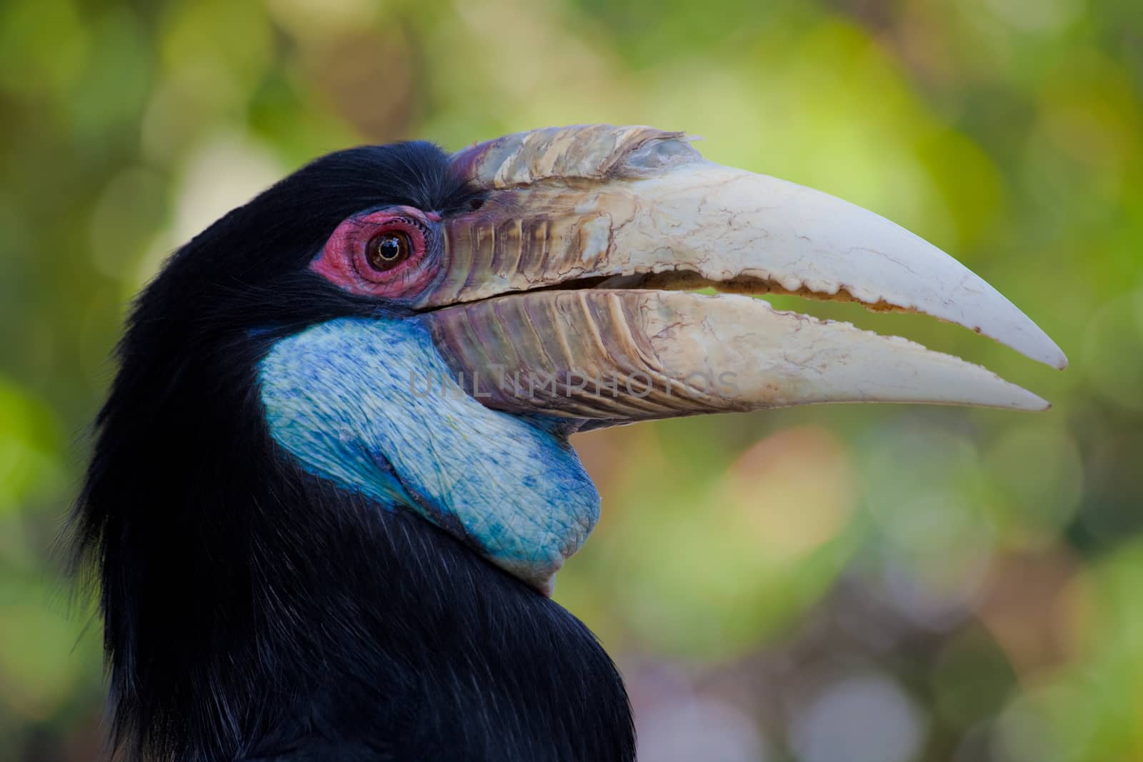 beautiful hornbill on a bright background close up