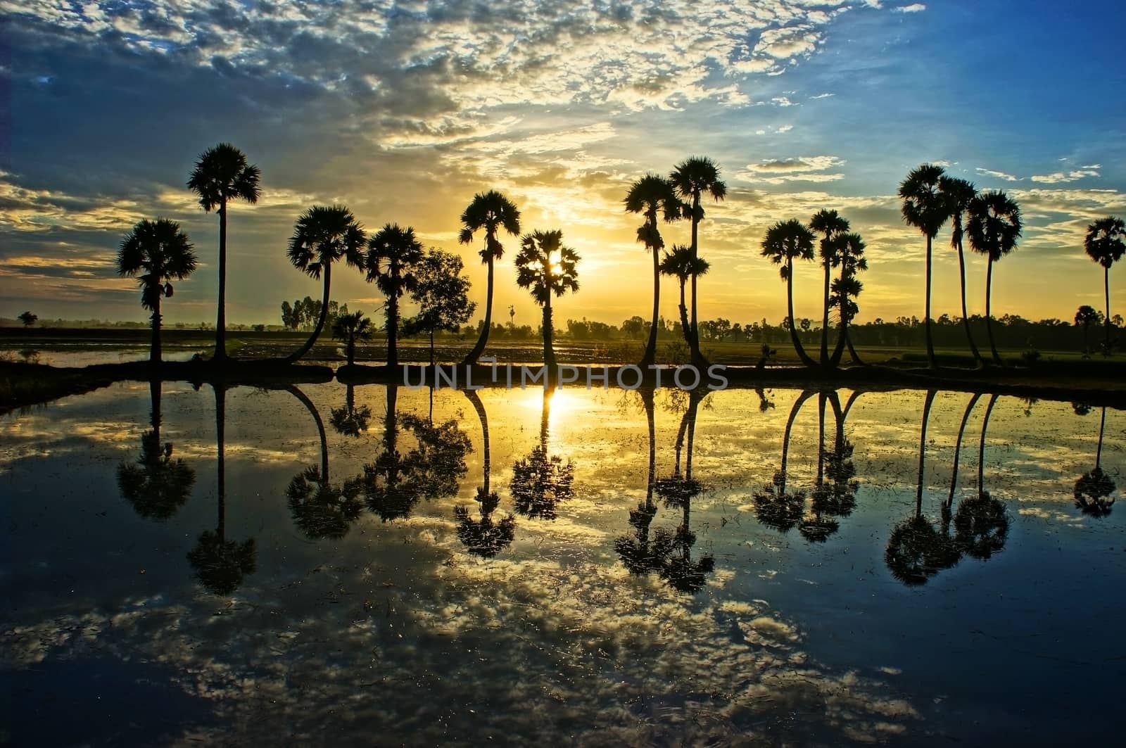 Beautiful landscape of nature with dramatic cloudscape, row of palm trees in silhouette reflect on surface water of river at sunrise