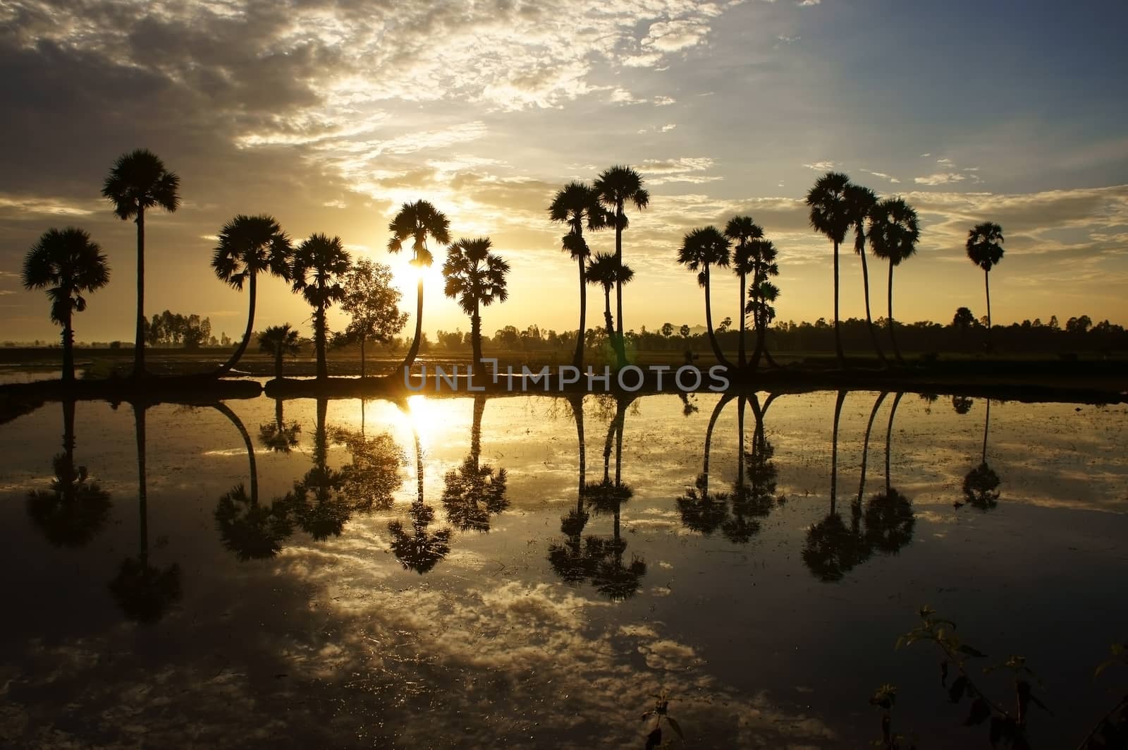 Beautiful landscape of nature with dramatic cloudscape, row of palm trees in silhouette reflect on surface water of river at sunset