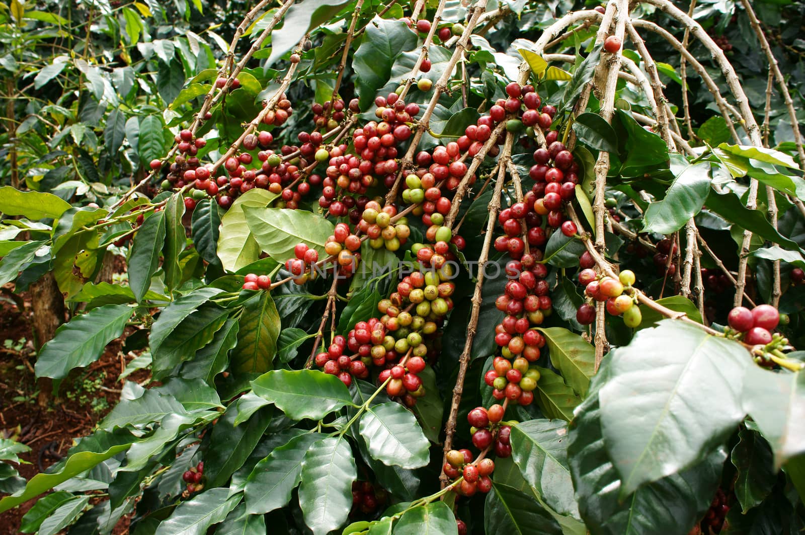Coffee tree with red ripening bean at coffee plantation