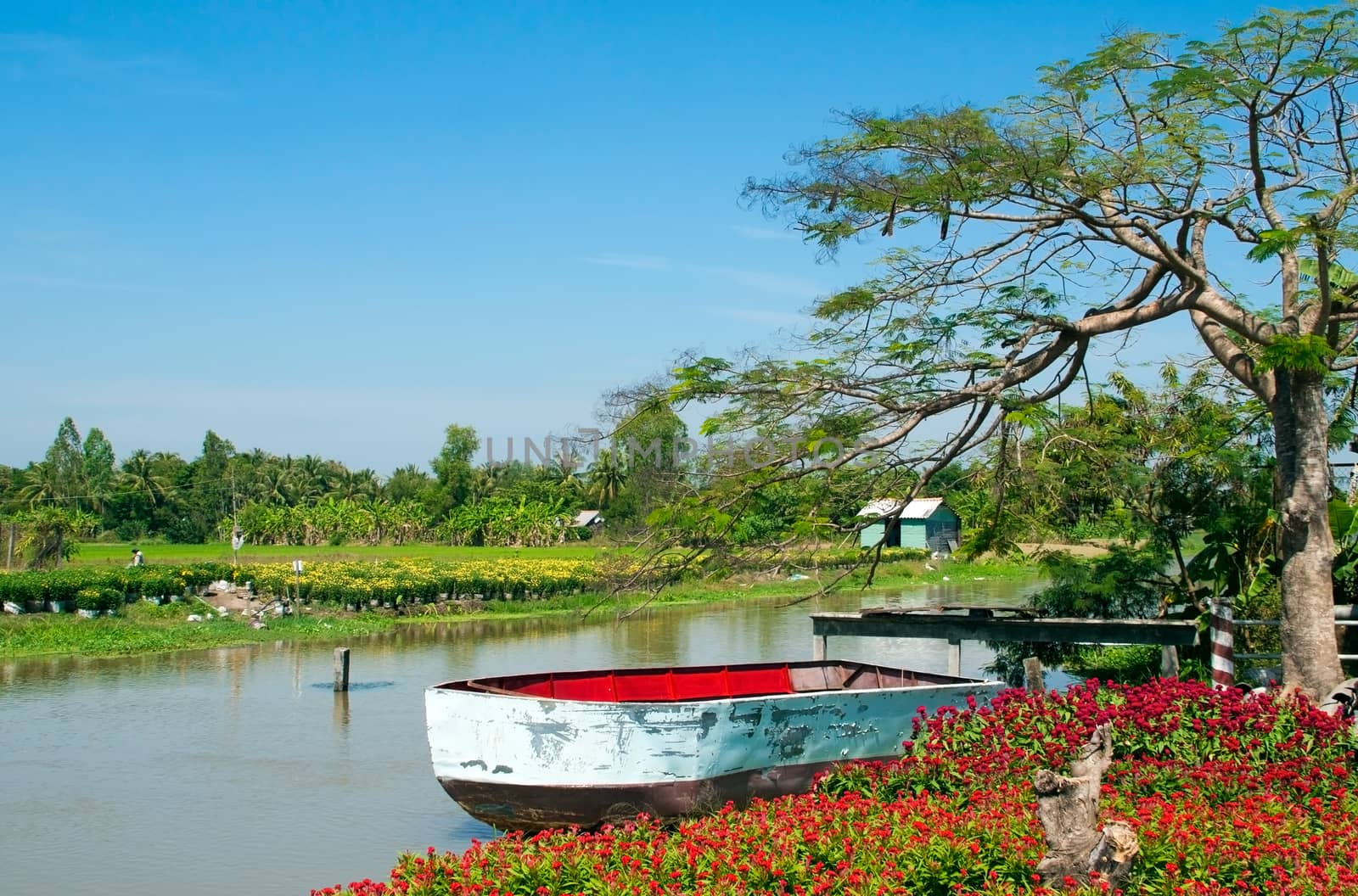 Beautiful landscape ofcountryside with colorful boat on water,  flower blossom in red under blue sky