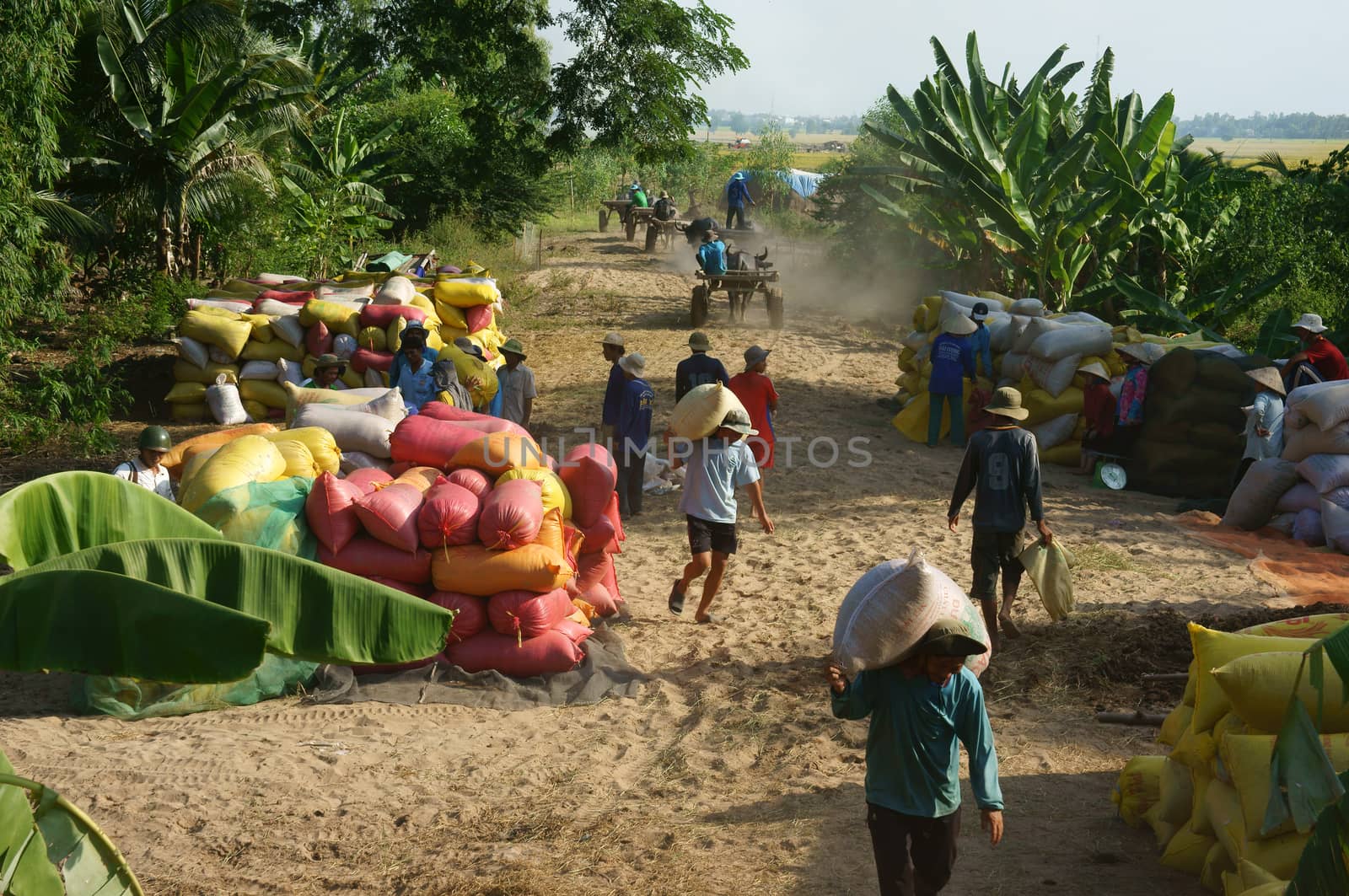 DONG THAP, VIET NAM- NOVEMBER 12: Finish harvest, dealer buy rice of farmer, paddy grain let in rice sack & arrange in pile, porter carry rice sack on shoulder, Dong Thap, Viet Nam, November 12, 2013