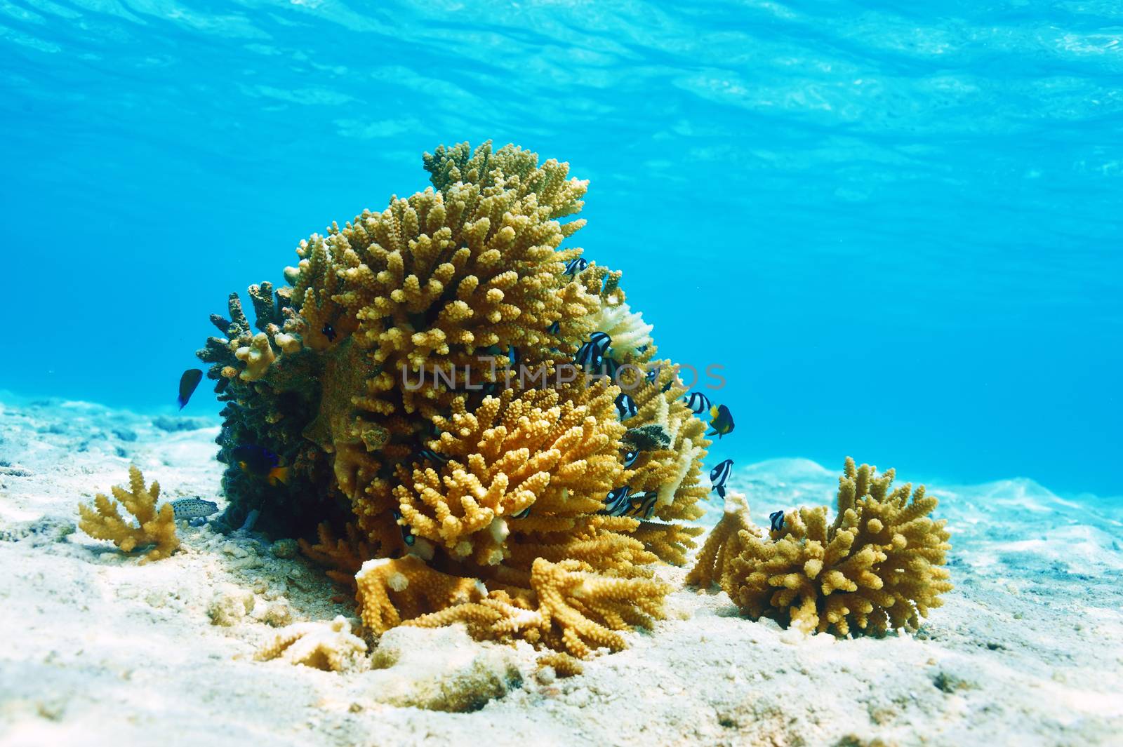 Coral reef at Maldives by haveseen