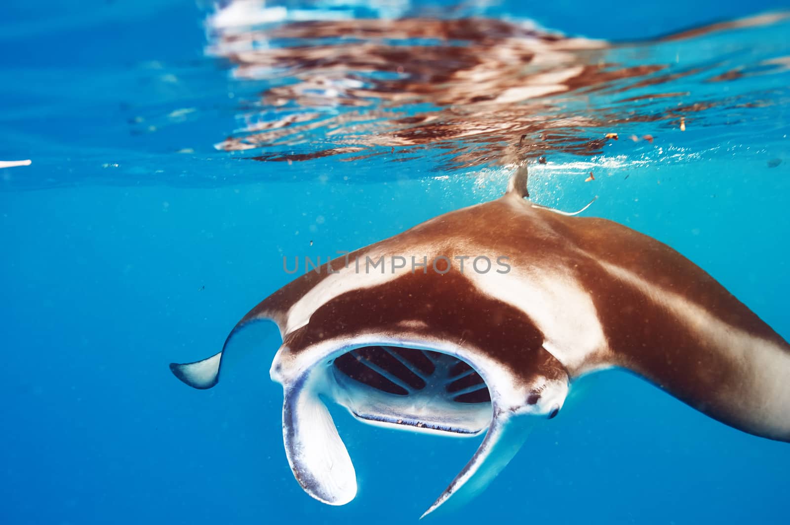 Manta ray floating underwater among plankton