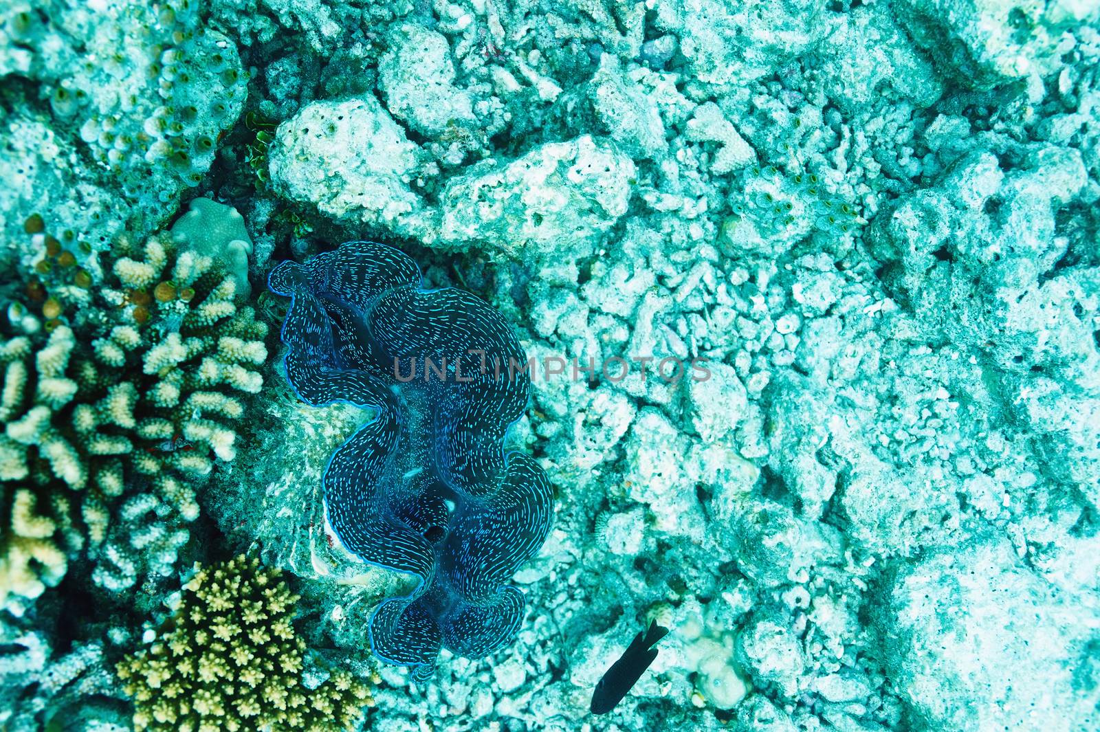 Giant clam (Tridacna gigas)at the tropical coral reef