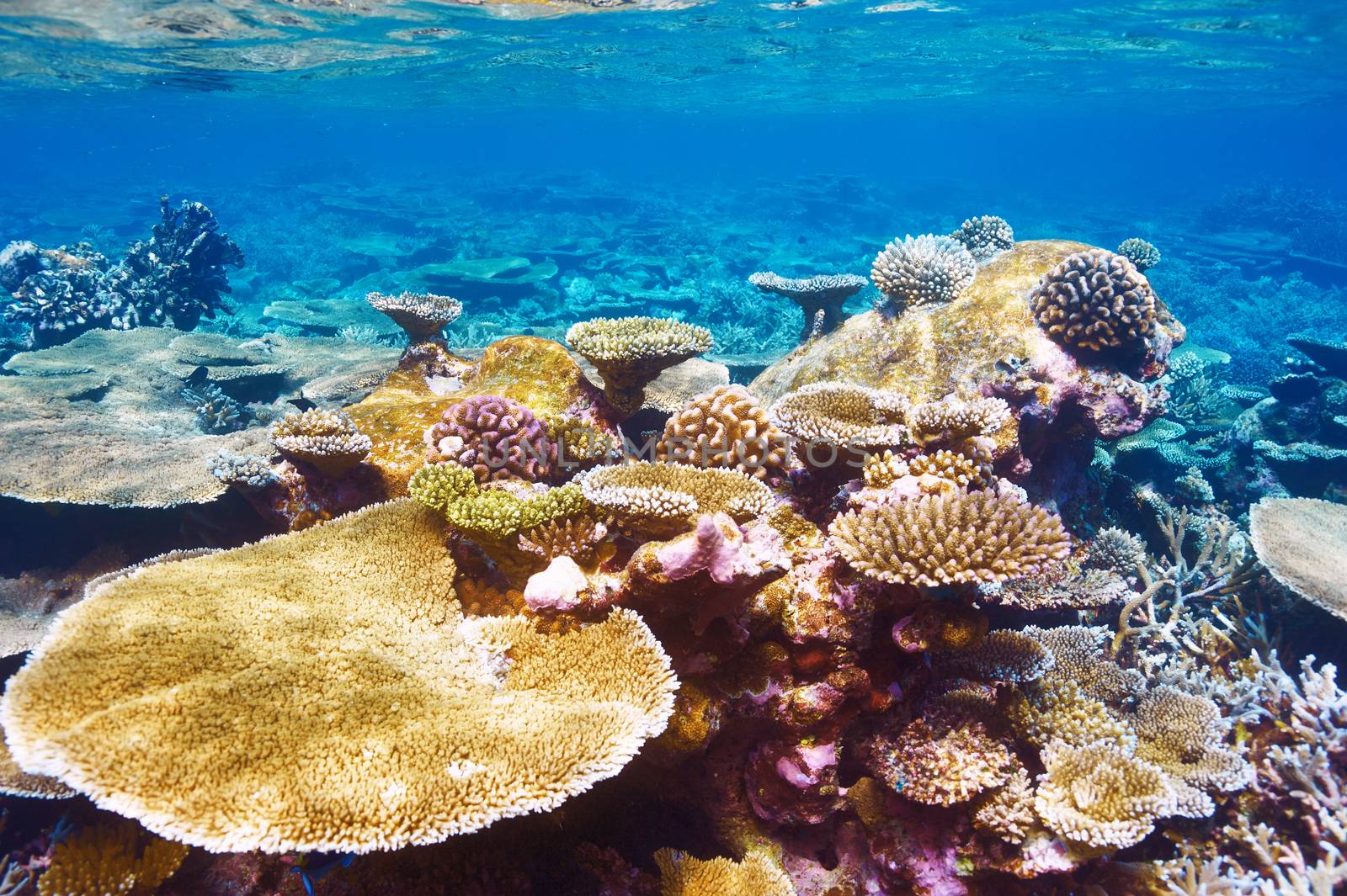 Coral reef at Maldives by haveseen