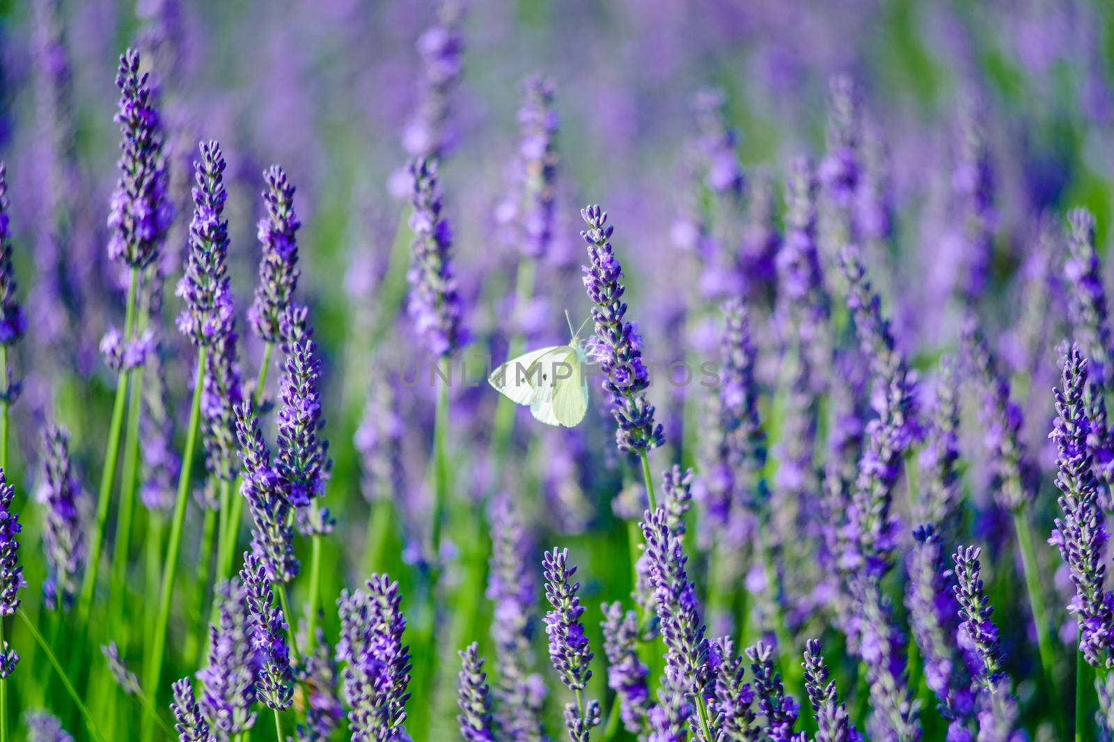 Small white butterfly in a lavender field
