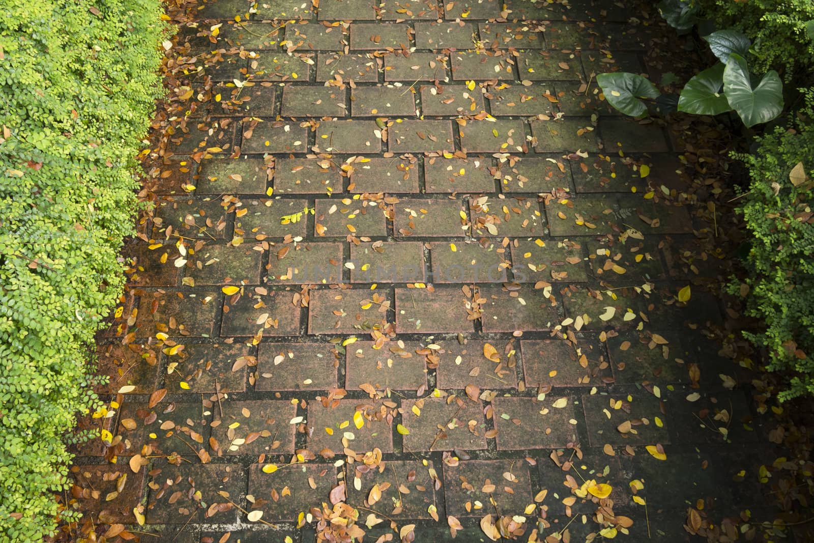 pavement pattern by yuriz
