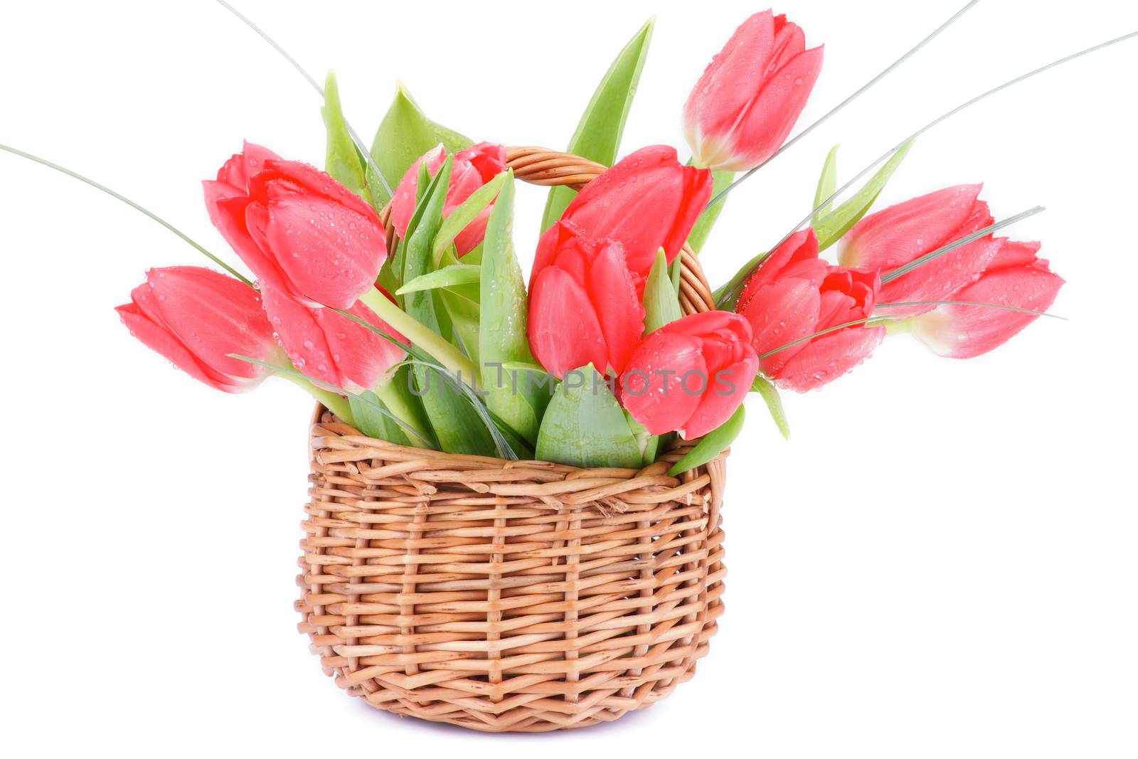 Wicker Basket with Spring Magenta Tulips and Green Grass isolated on white background