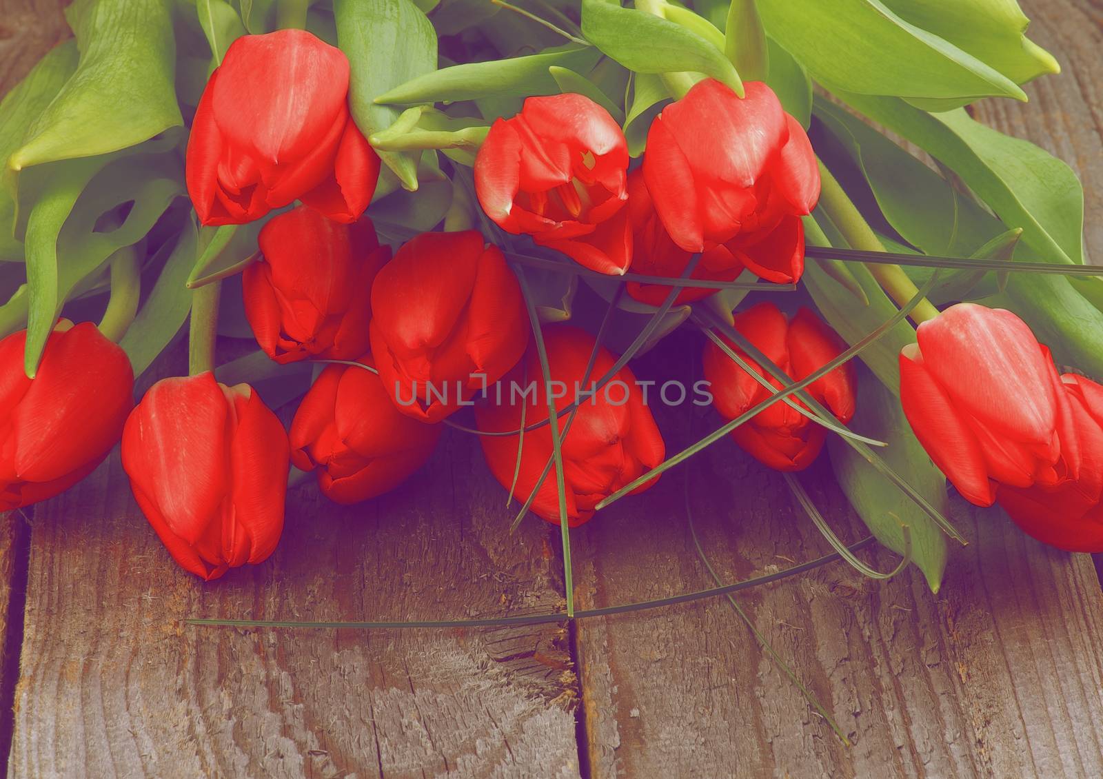 Heap of Beautiful Spring Red Tulips with Green Grass isolated on Rustic Wooden background. Retro Styled