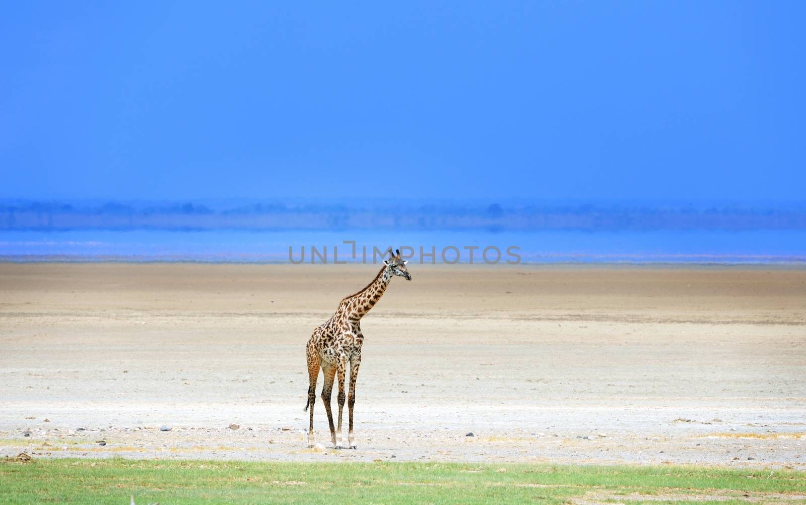 giraffe in tanzanian national park