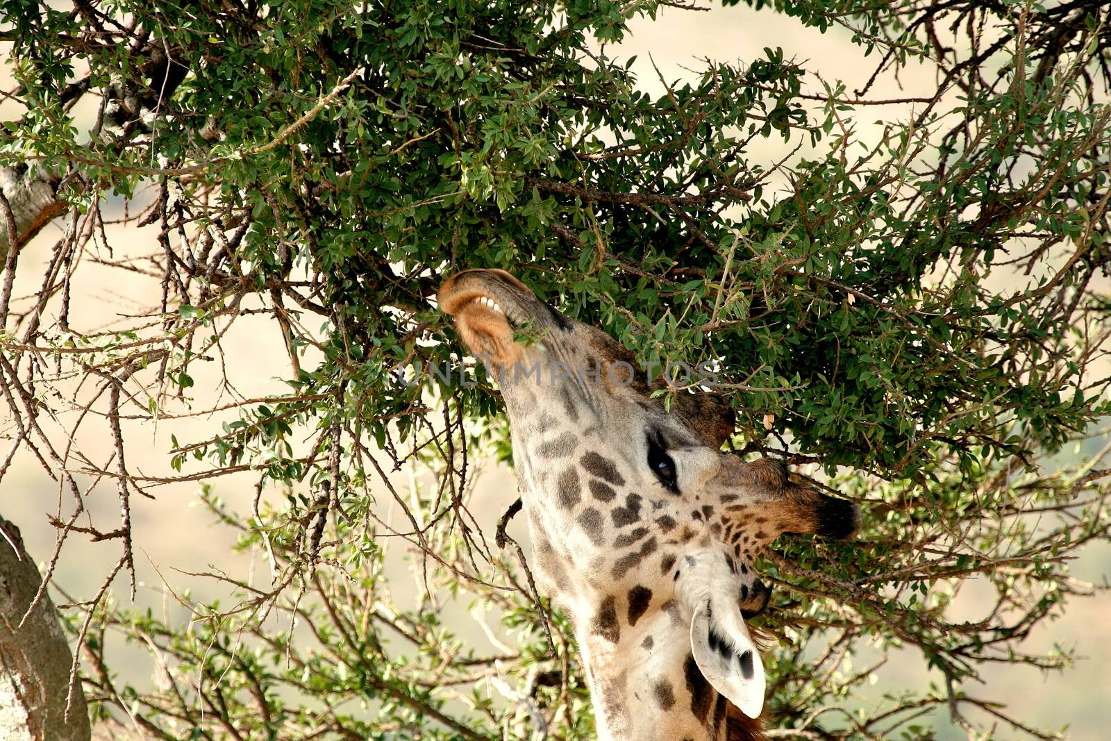 giraffe in tanzanian national park