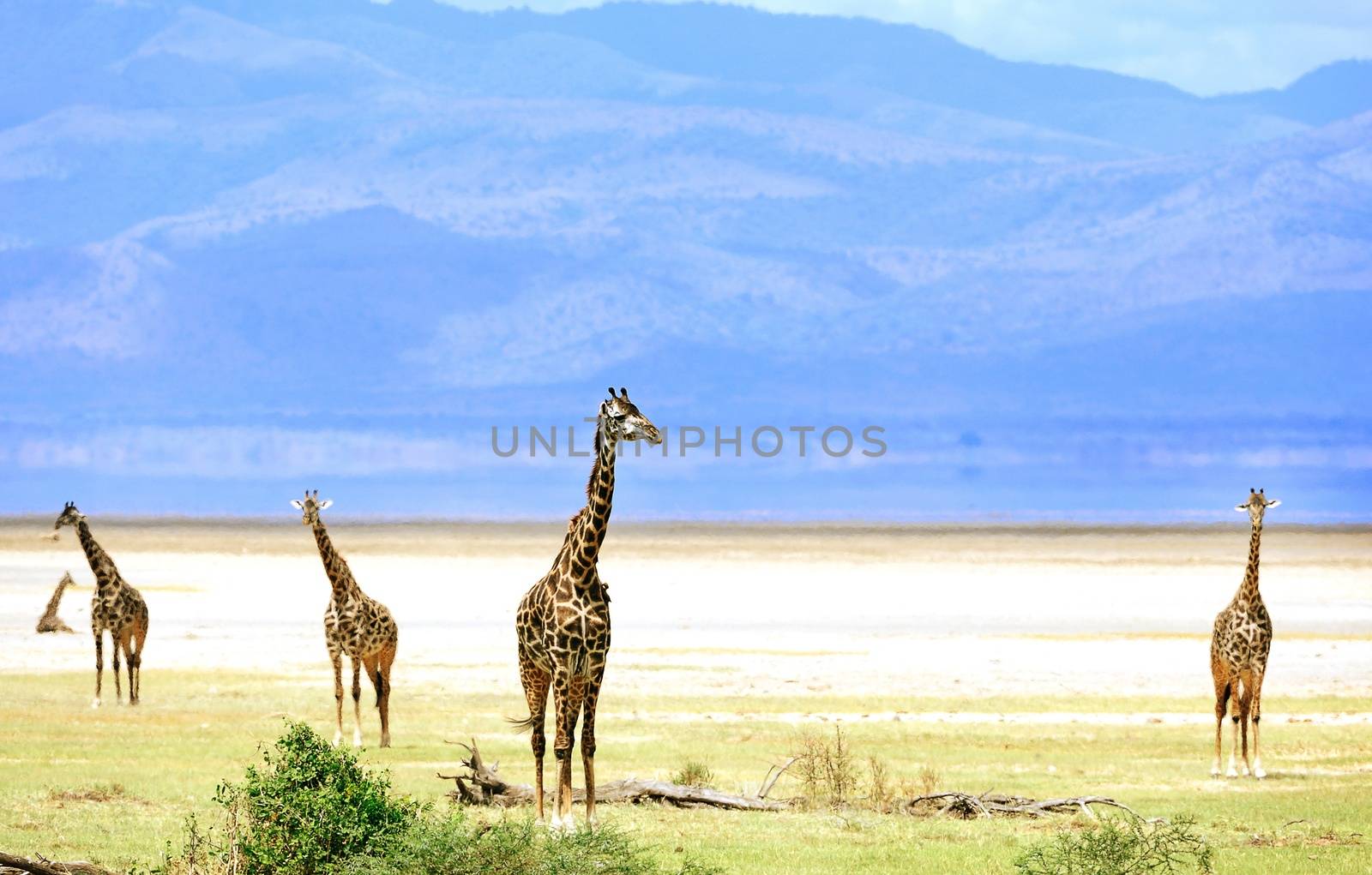 giraffe in tanzanian national park by moizhusein
