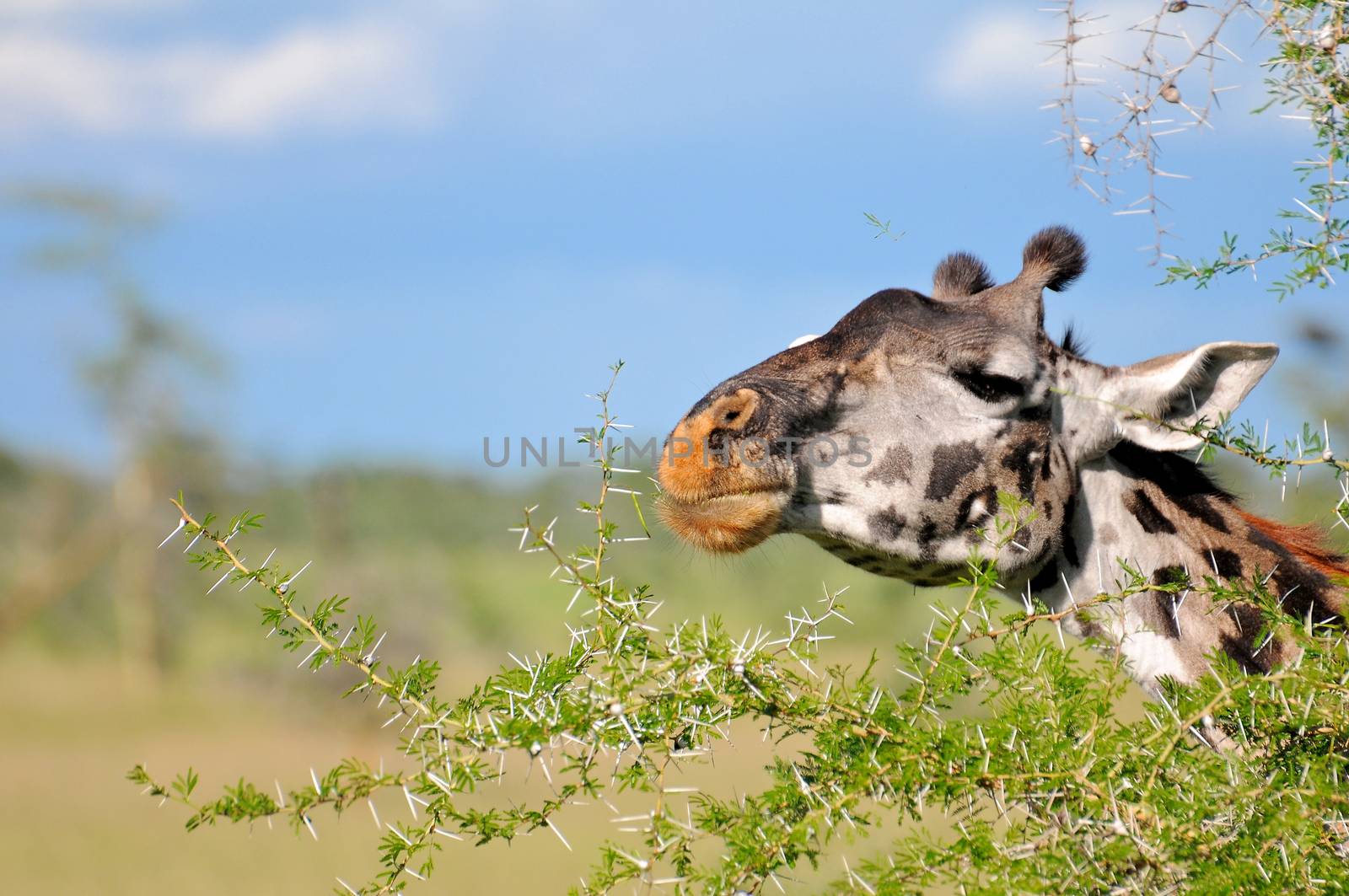 giraffe in tanzanian national park by moizhusein