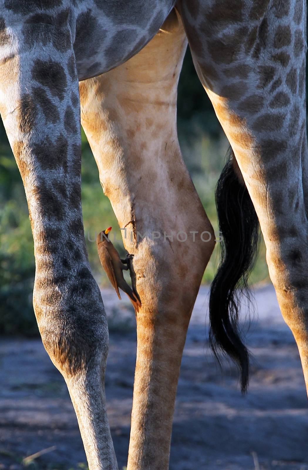 giraffe in tanzanian national park