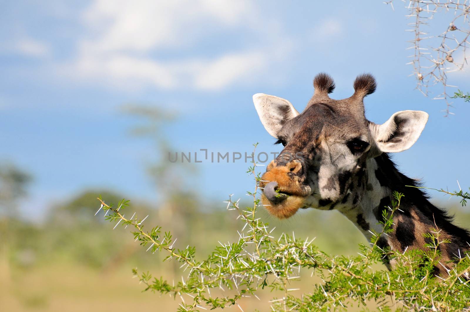 giraffe in tanzanian national park by moizhusein