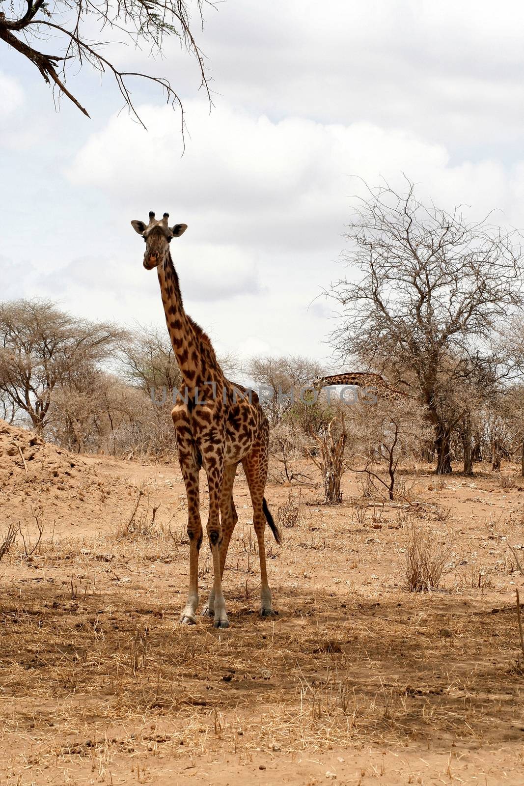 giraffe in tanzanian national park