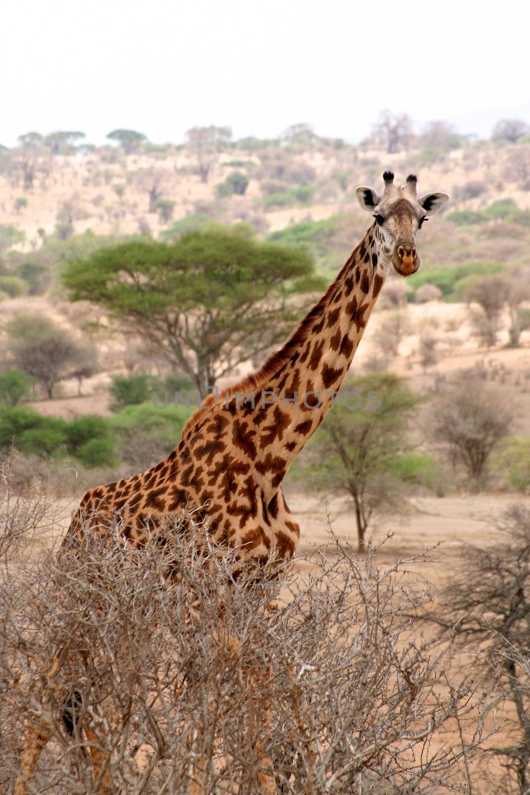 giraffe in tanzanian national park