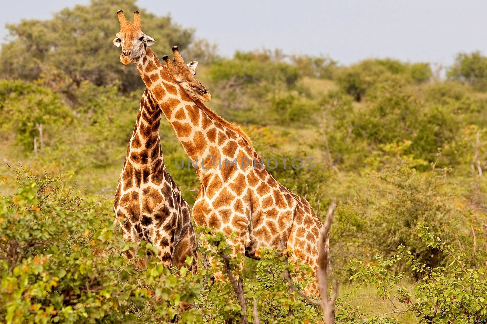 giraffe in tanzanian national park