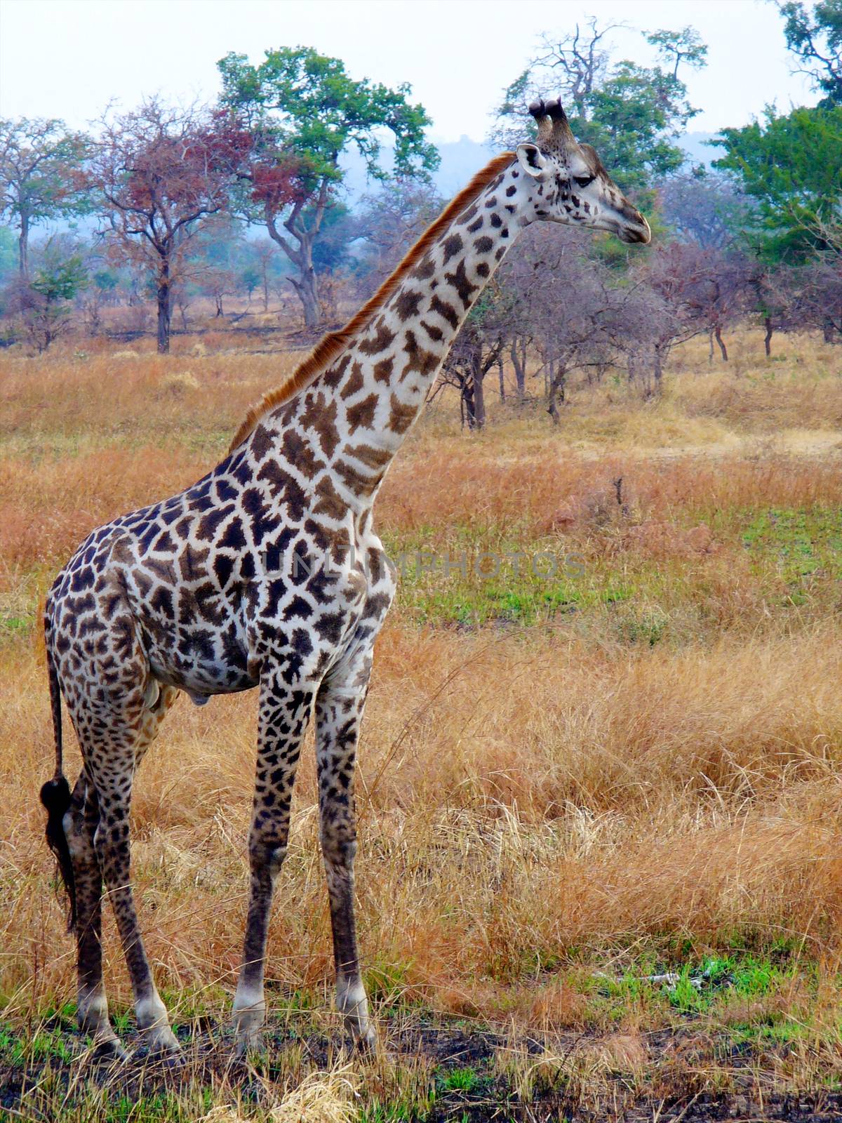 giraffe in tanzanian national park